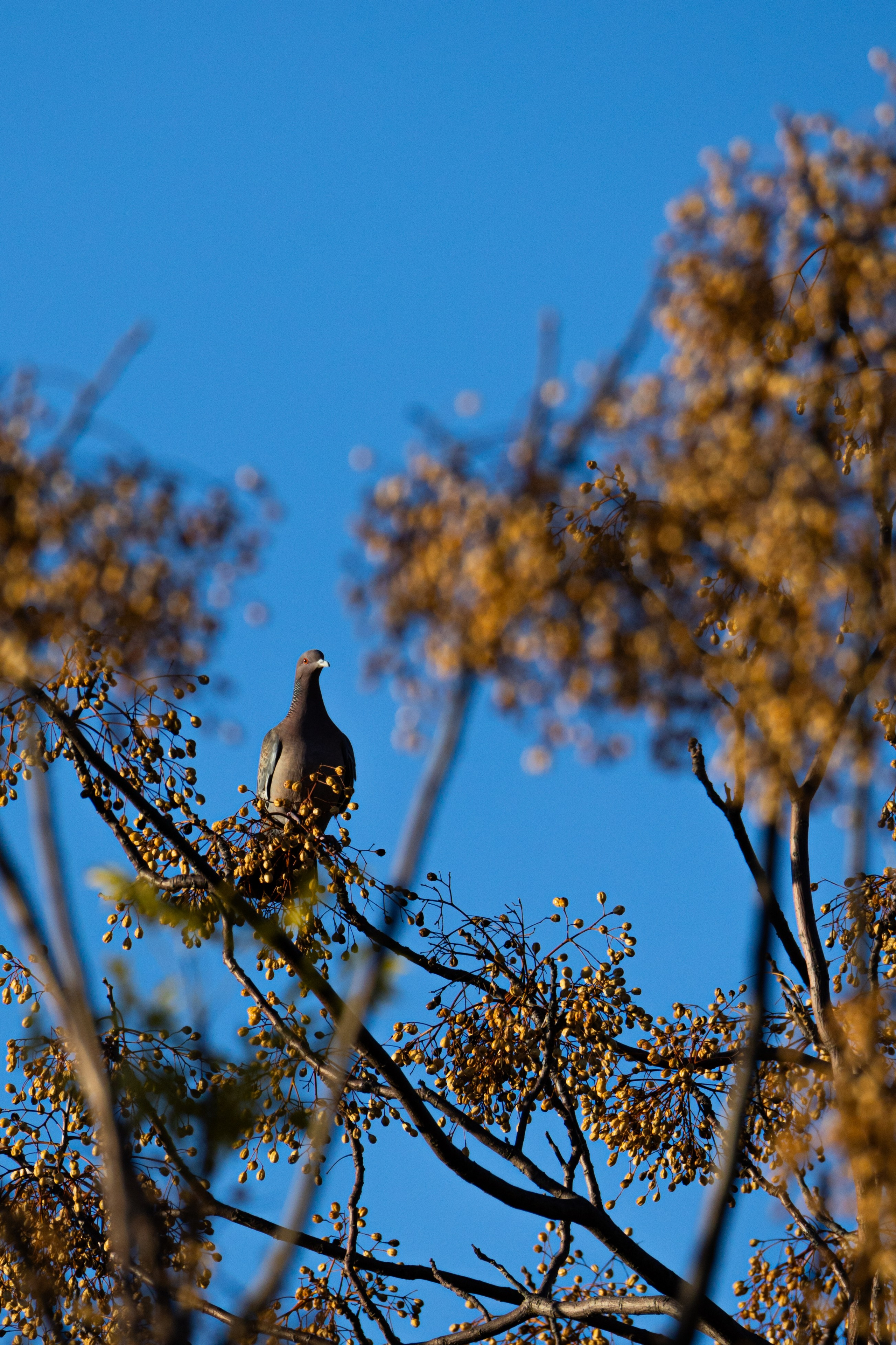 WildLife. Фотограф в Буэнос-Айресе