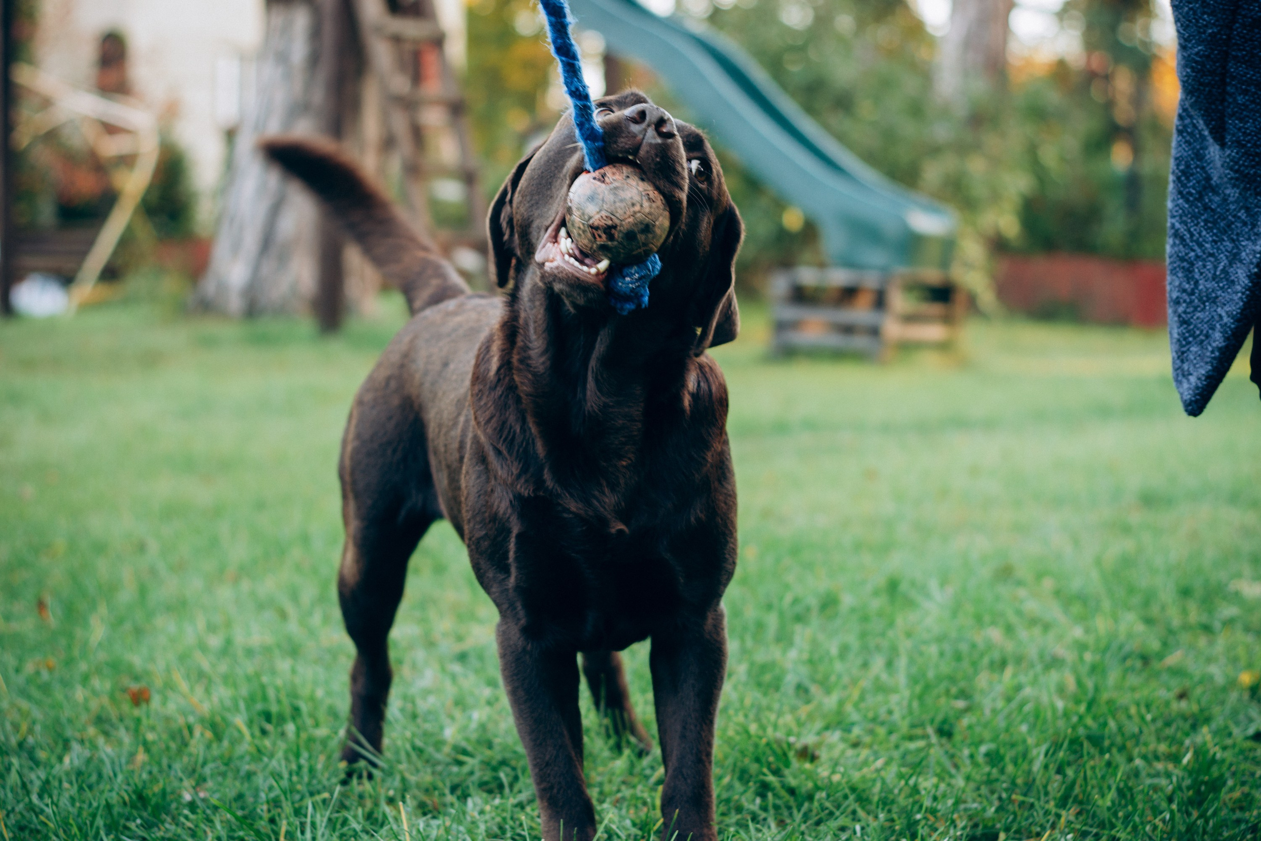 Harvi, chocolate Labrador Retriever. Kat Laisaar — Pet photographer in Tallinn
