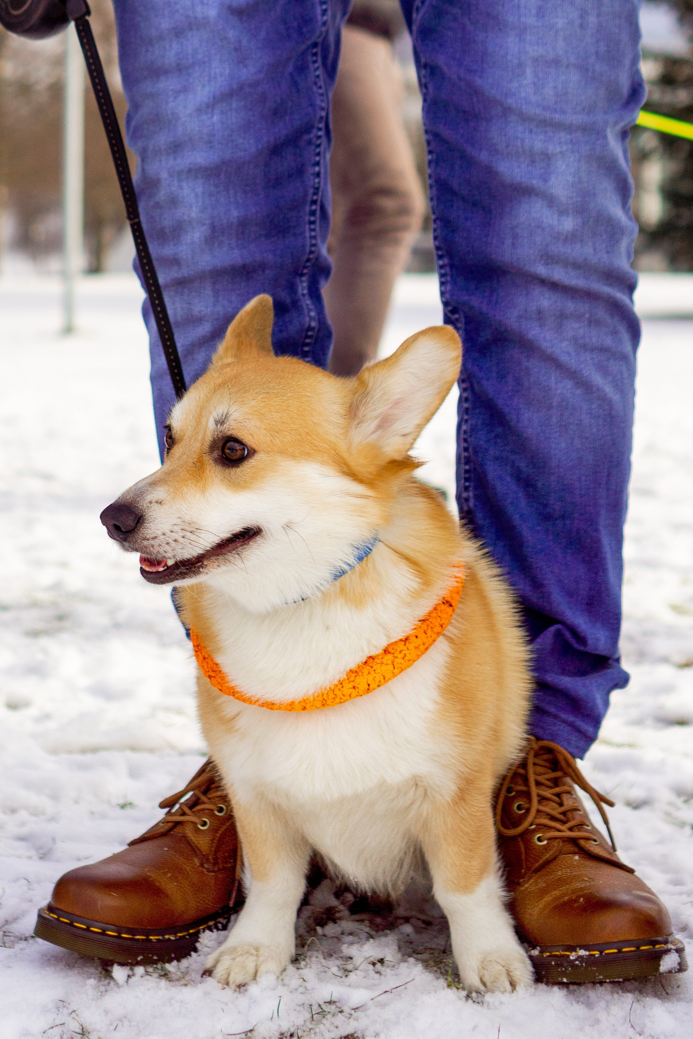 Corgi party, 23 feb. 2025. Kat Laisaar — Pet photographer in Tallinn