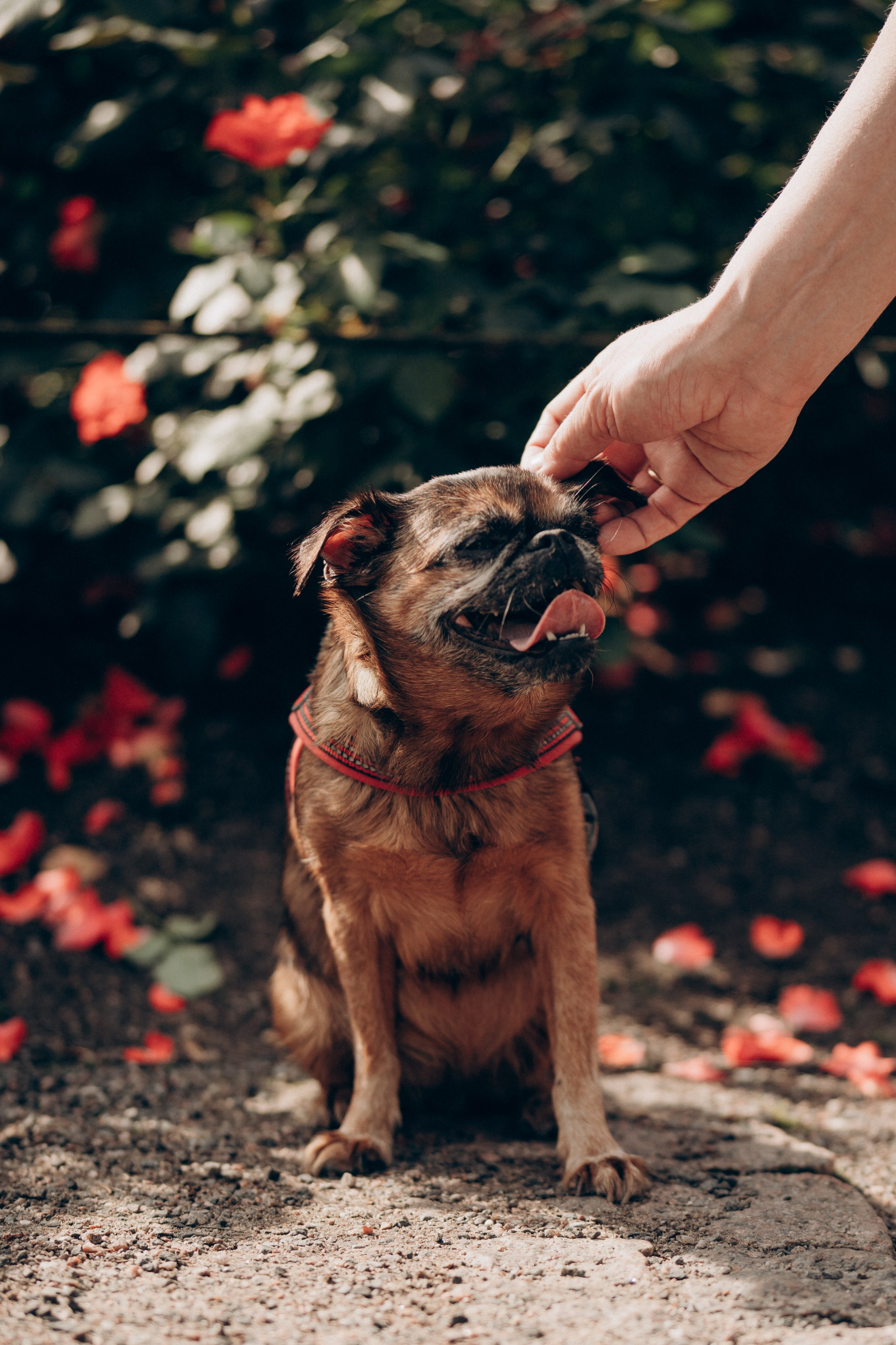 Natalia, Janik, Nusha & Betty. Фотограф-анималист в Таллинне, Катя Лайсаар