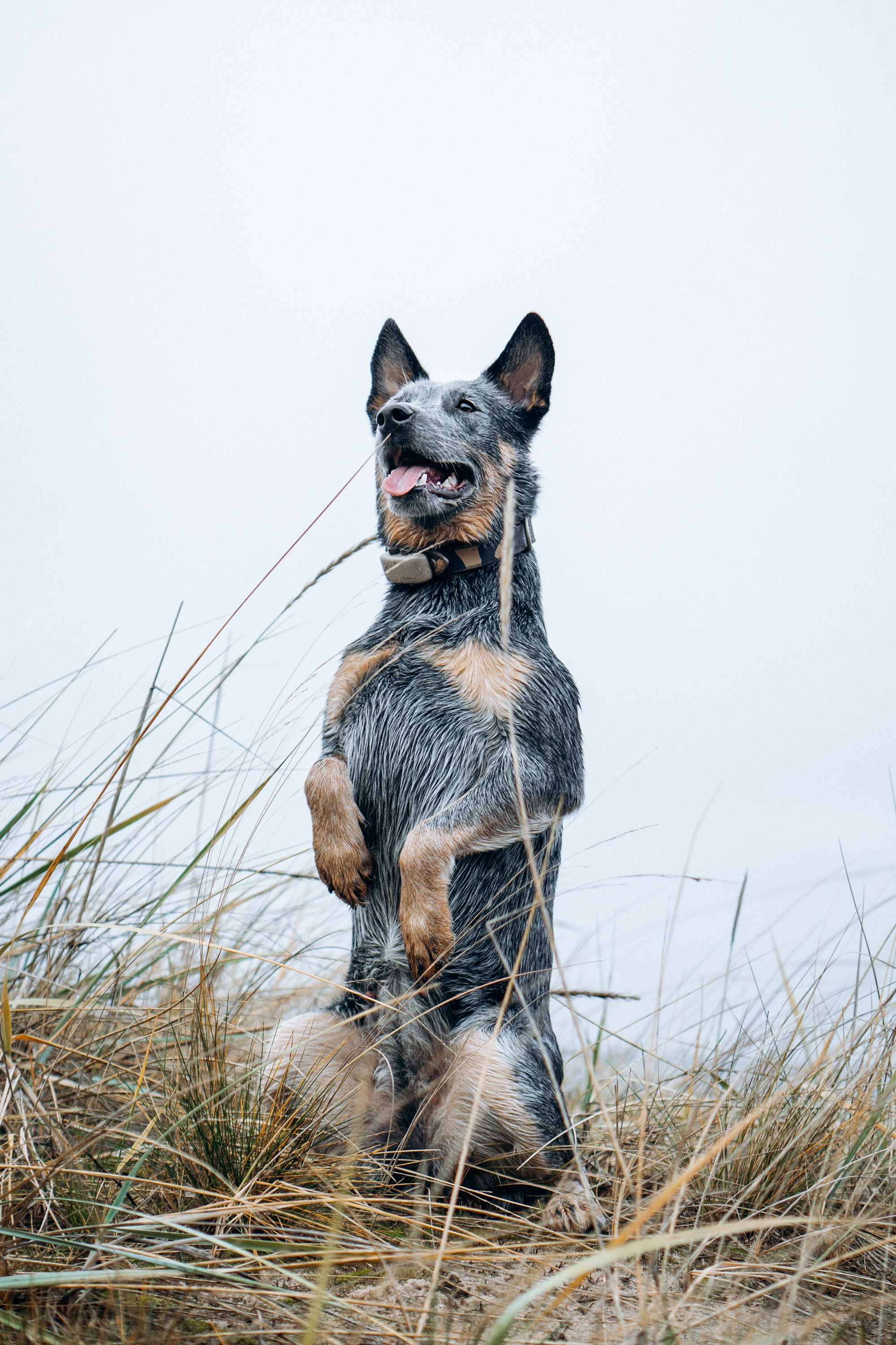 Polina and her Dakota, Australian Cattle Dog. Kat Laisaar — Pet photographer in Tallinn