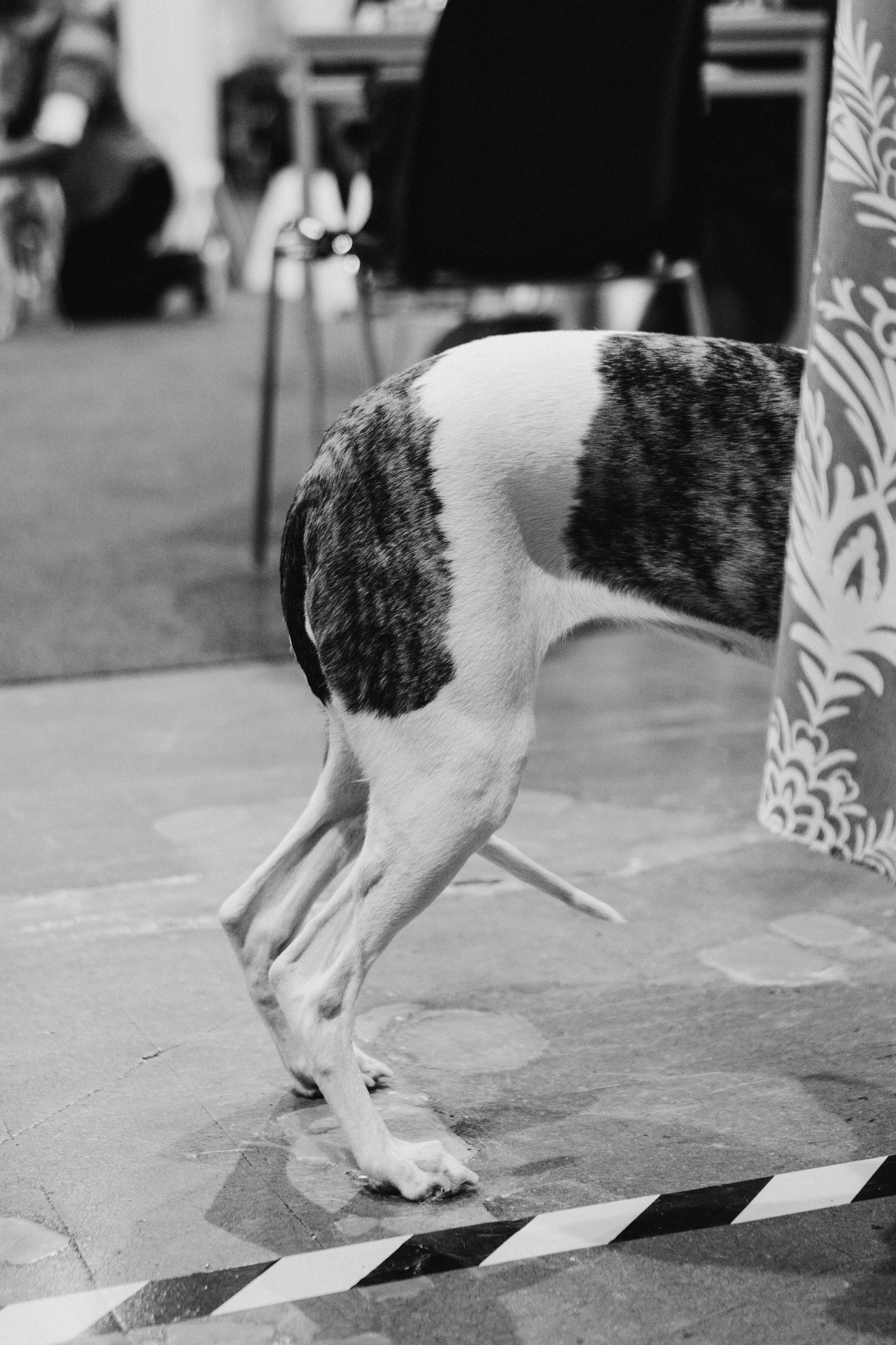 Tartu International Dog Show. Kat Laisaar — Pet photographer in Tallinn