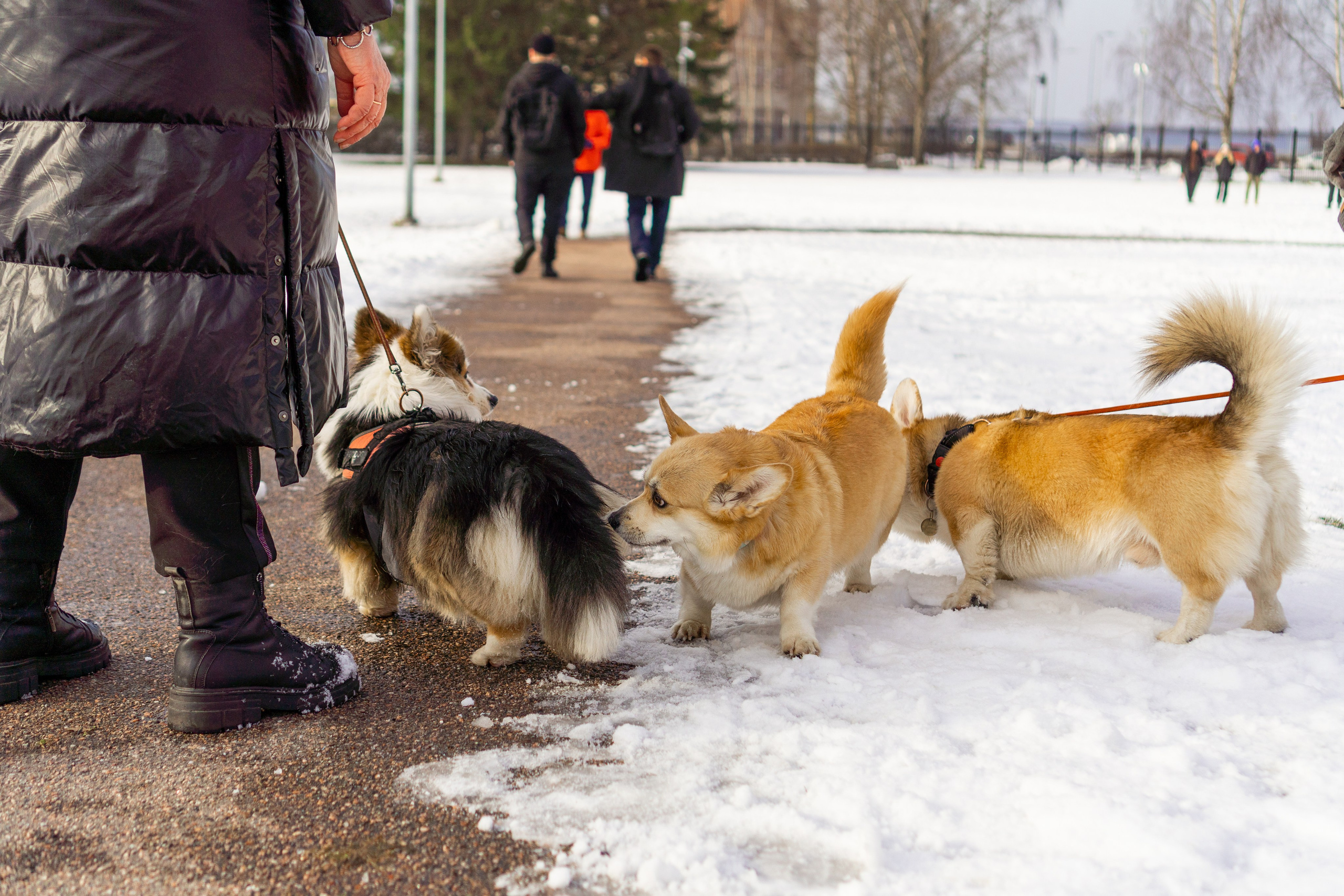 Corgi party, 23 feb. 2025. Kat Laisaar — Pet photographer in Tallinn