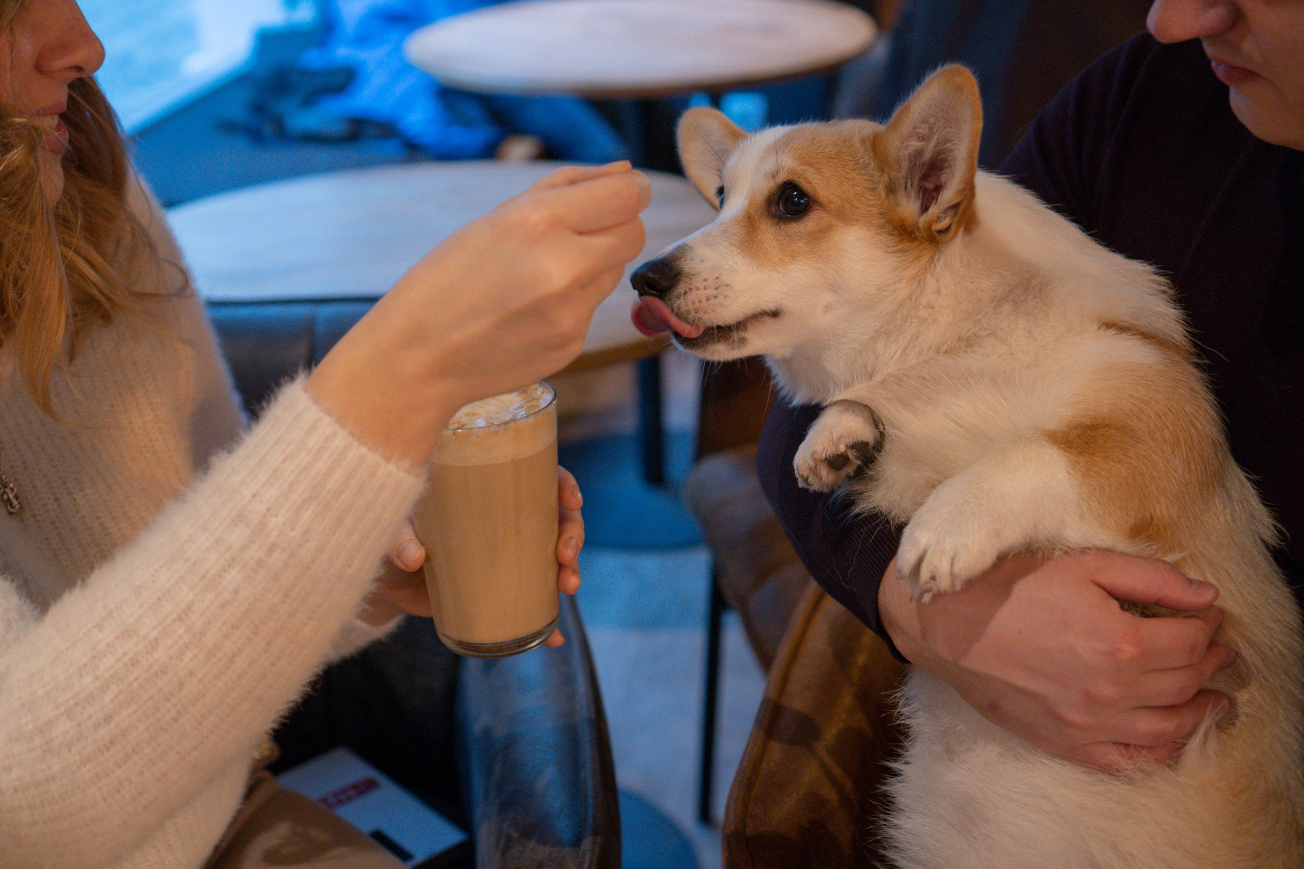 Maarika, Jegor and their Luna, Pembroke Welsh Corgi. Kat Laisaar — Pet photographer in Tallinn