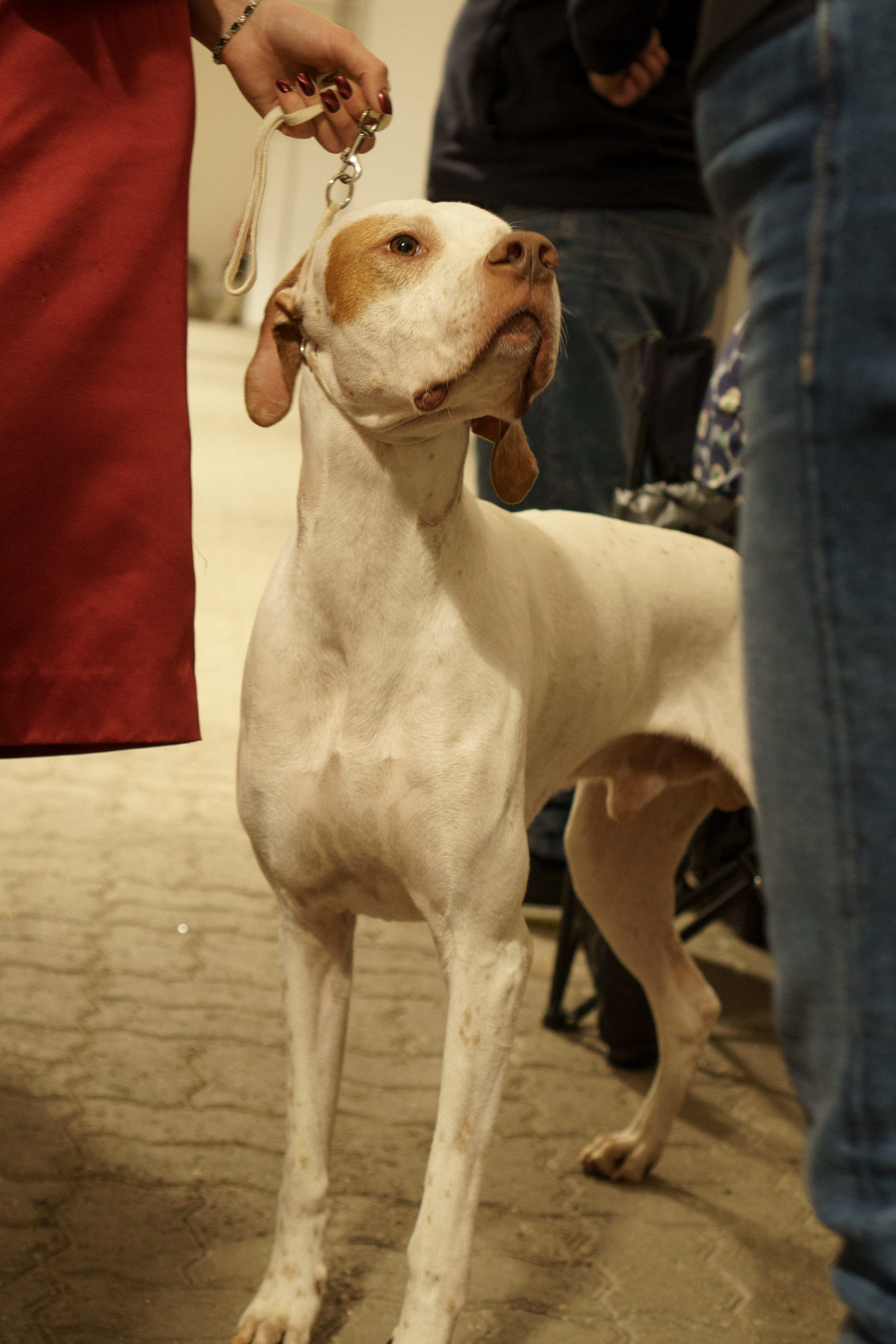 Tartu International Dog Show. Kat Laisaar — Pet photographer in Tallinn