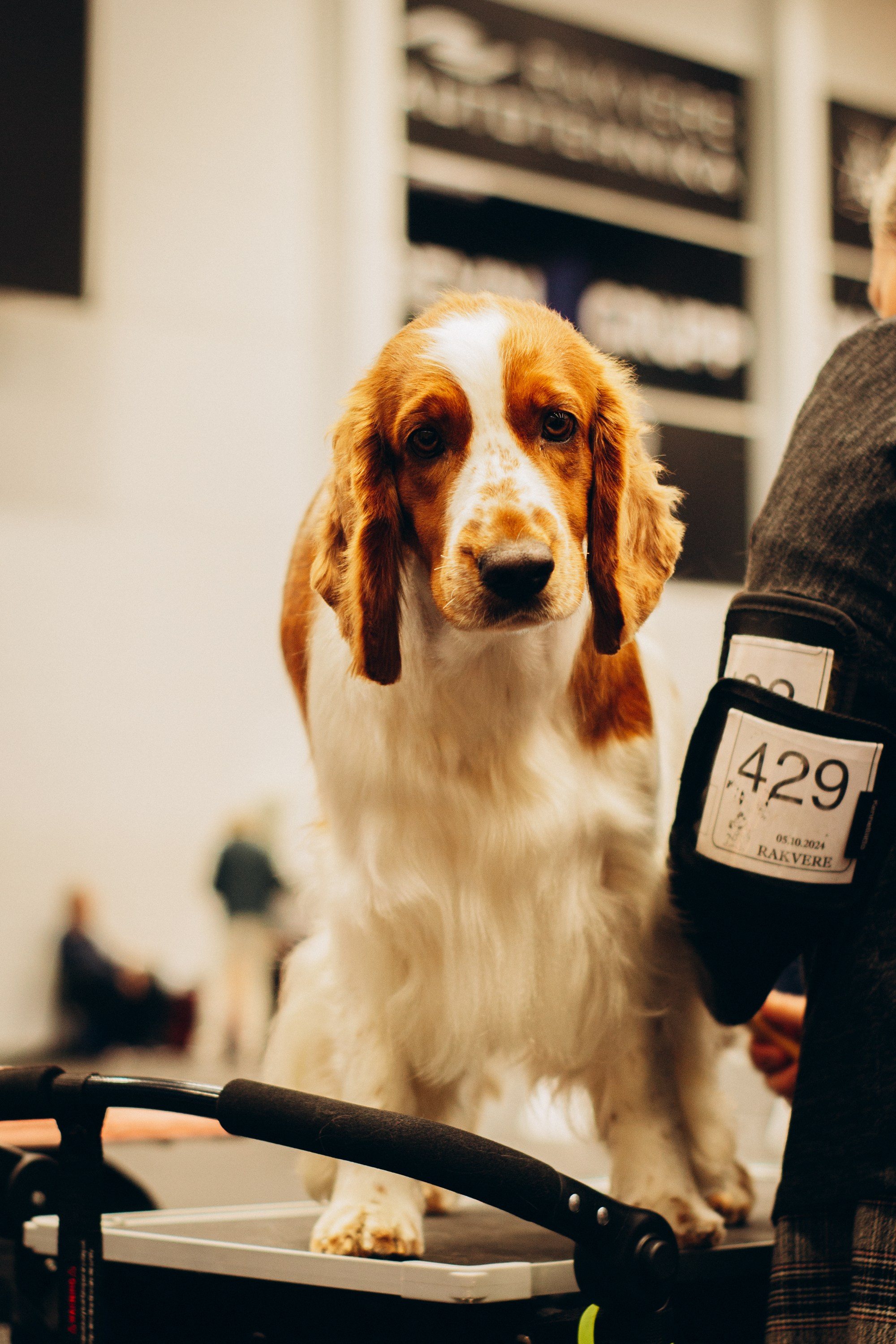 Rakvere Dog Show. Kat Laisaar — Pet photographer in Tallinn