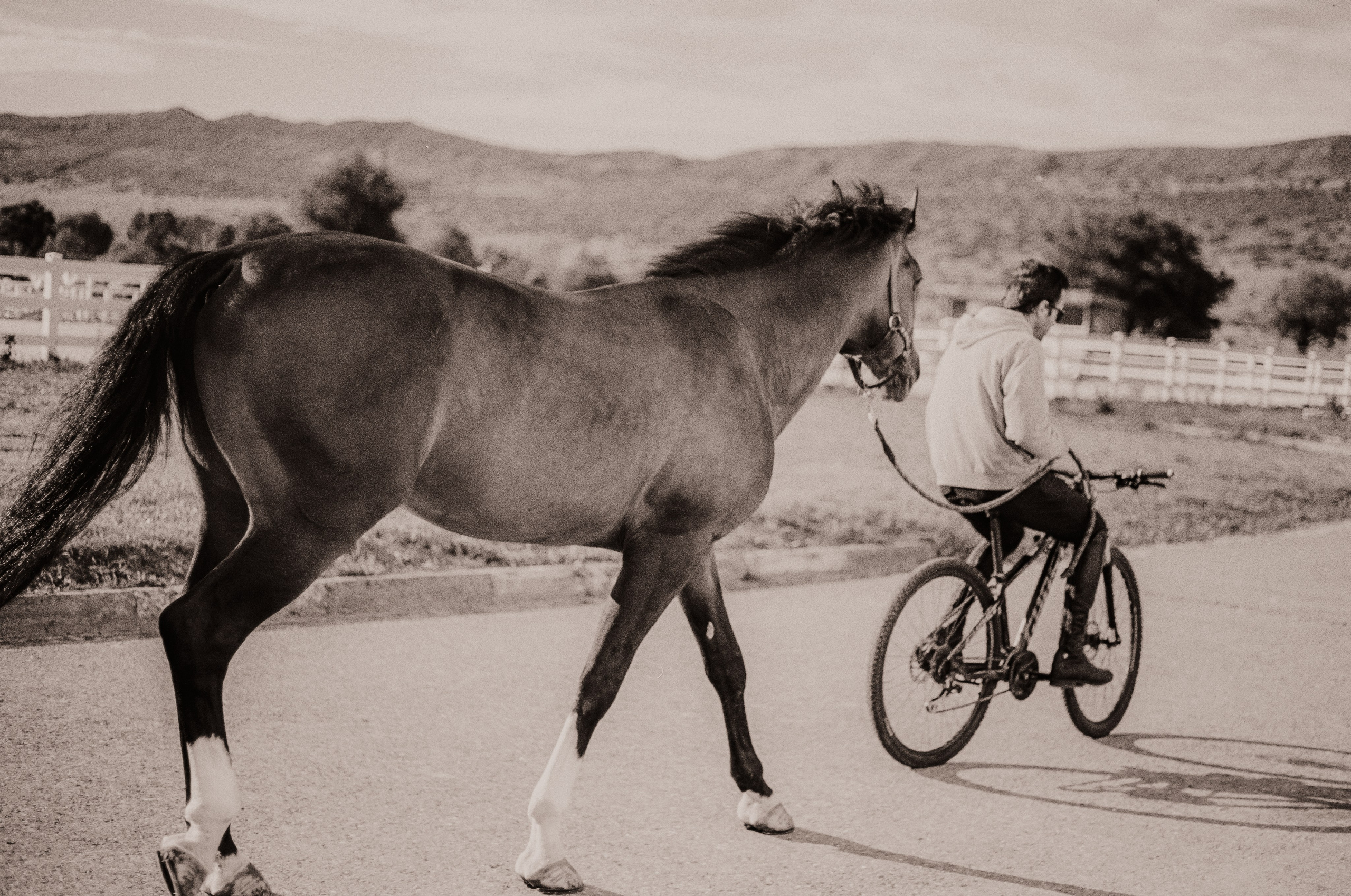 Riding Georgia. Lidia Golovina, Photographer in Tbilisi