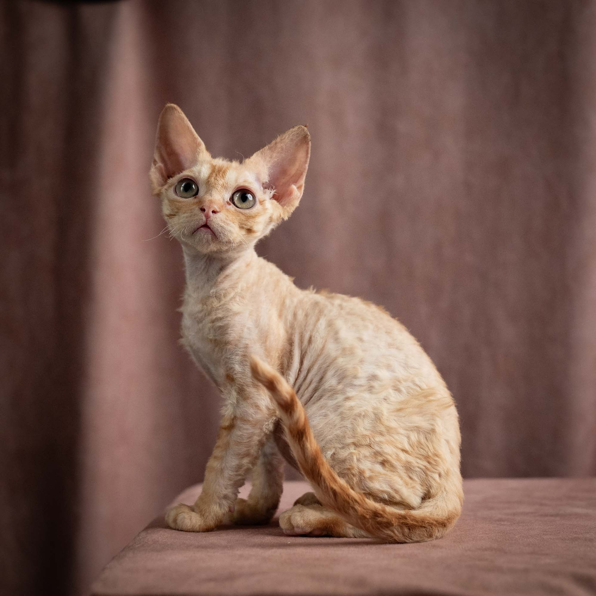 Piper, girl, born 02.11.26. Devon Rex Pixie Cattery