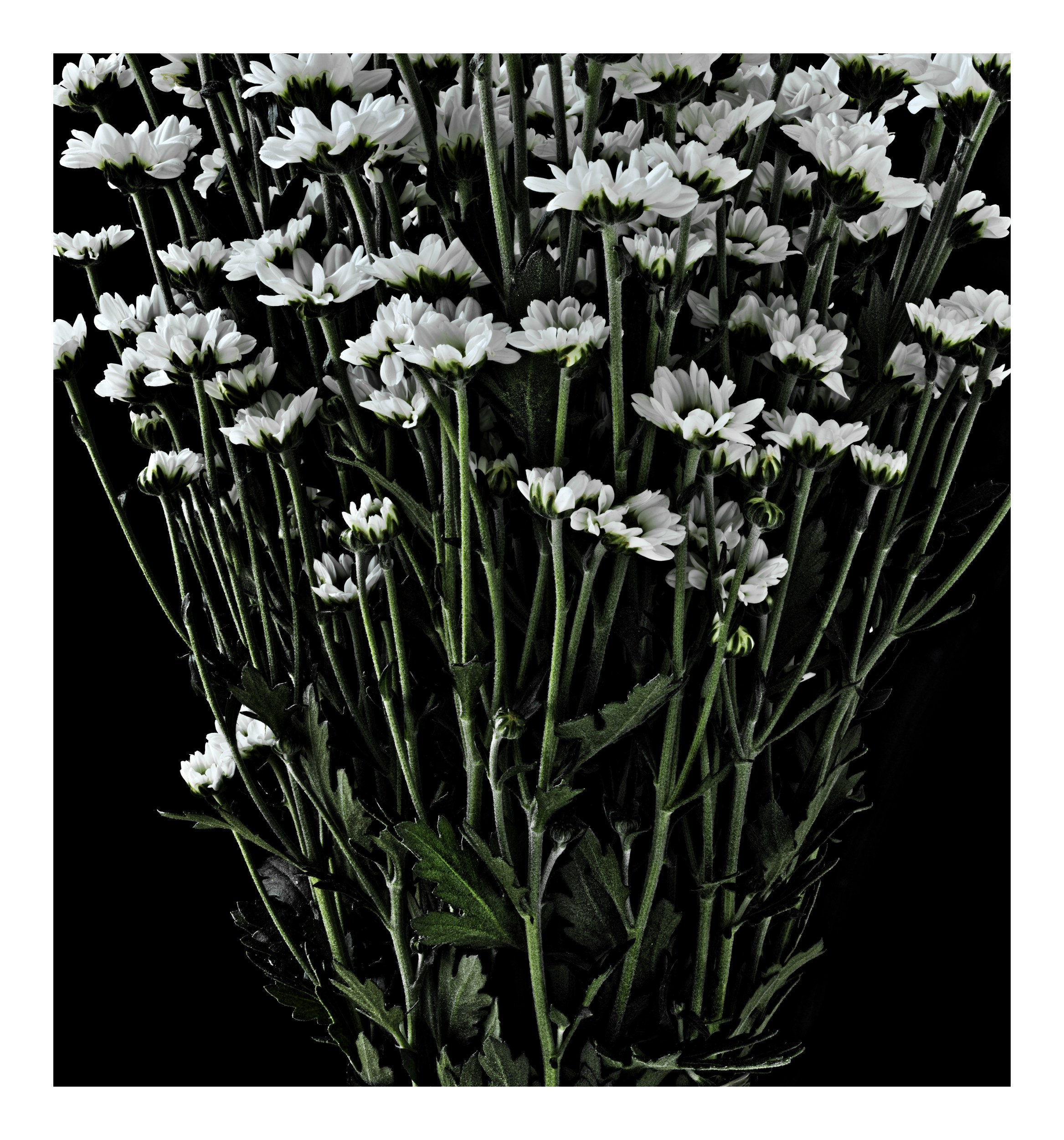 Still Life. Igor Mokhovyk — Portrait Photographer in Germany (Berlin and Worldwide