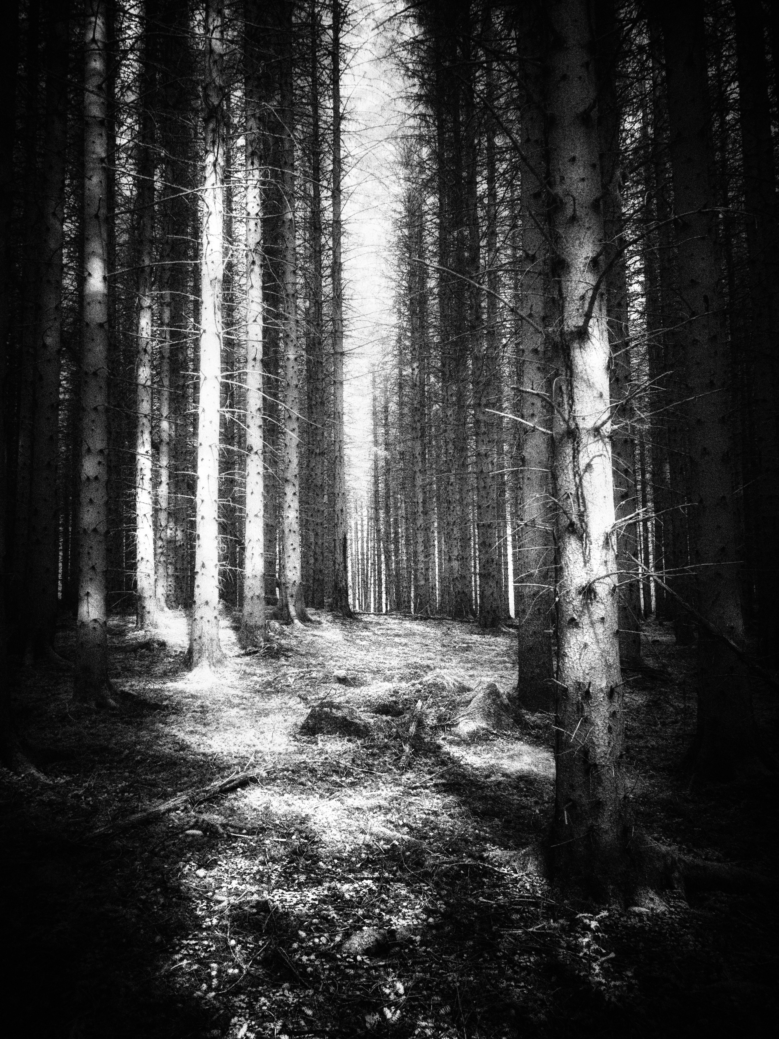 Trees. Infrared Scotland
