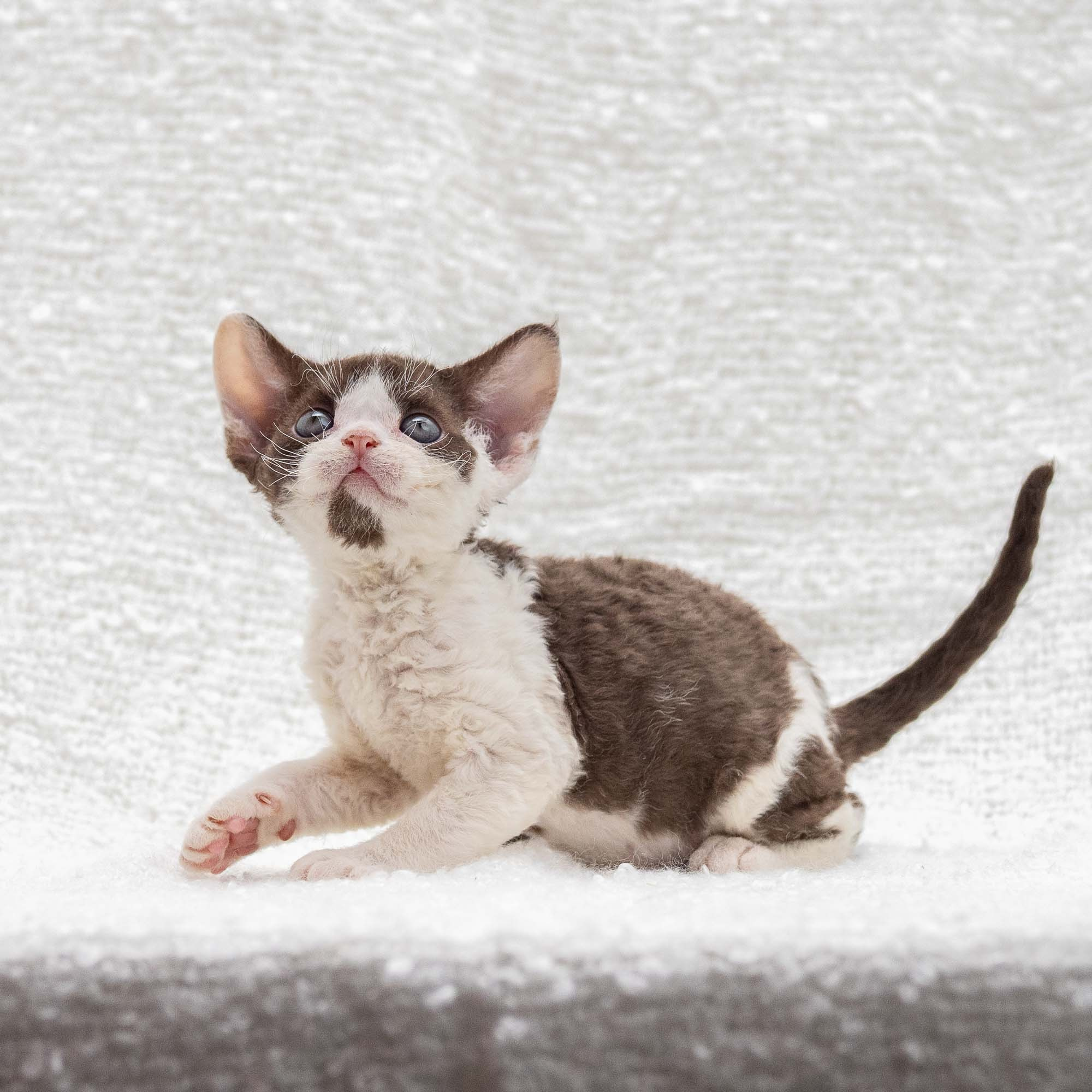 Henry,  boy, born 04.20.25. Devon Rex Pixie Cattery