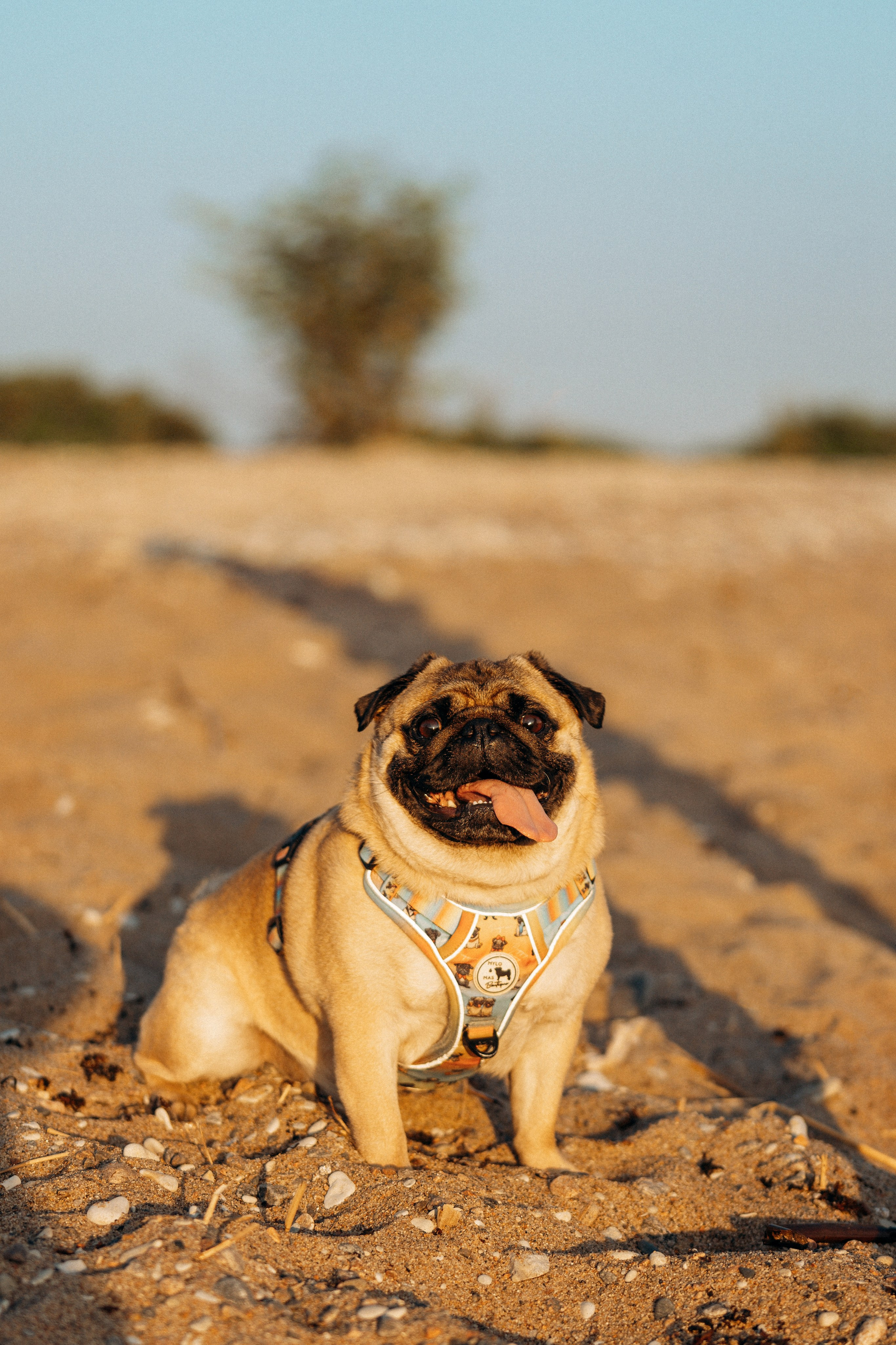 Frank, Tony, Katerina & Lev. Kat Laisaar — Pet photographer in Tallinn
