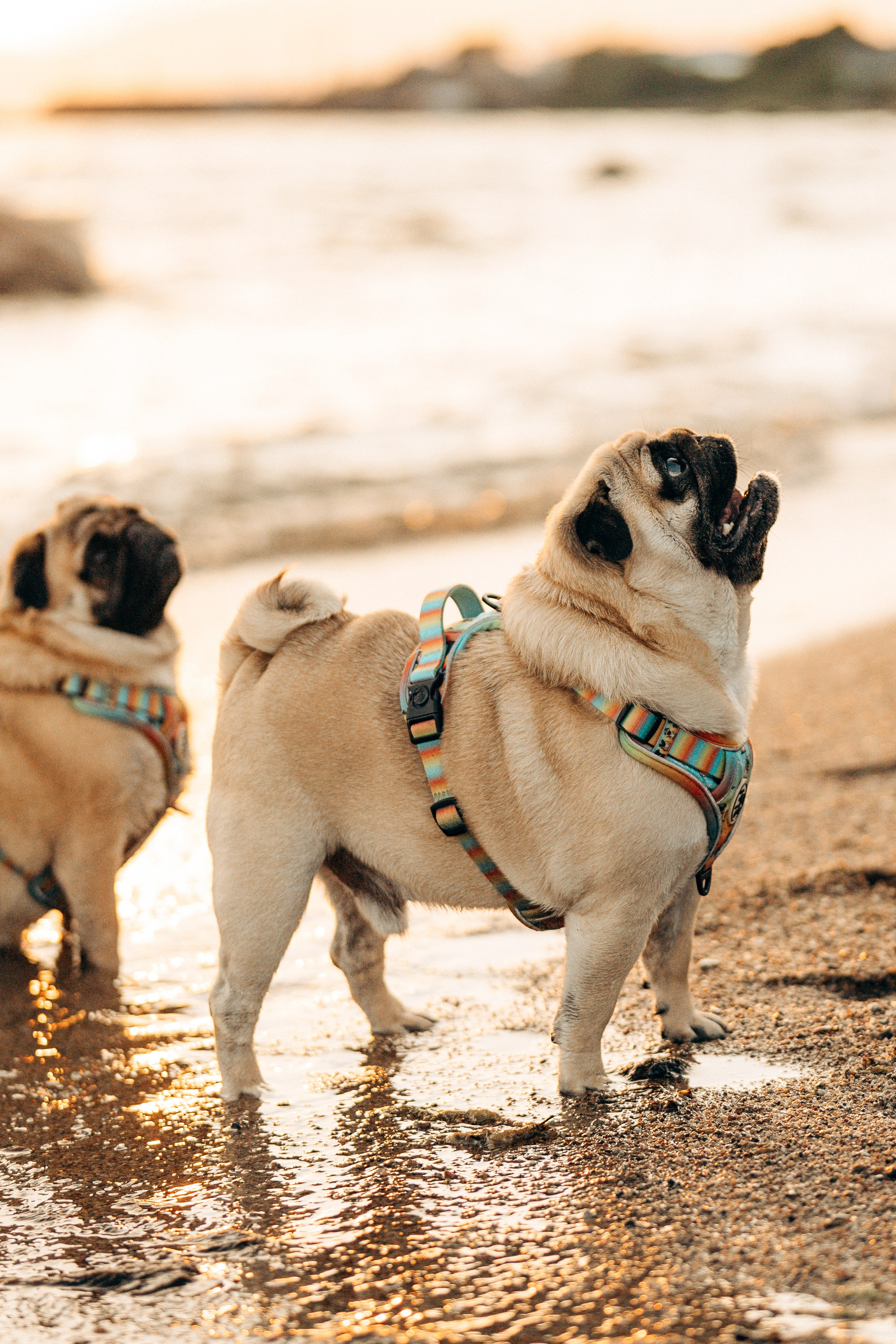 Frank, Tony, Katerina & Lev. Kat Laisaar — Pet photographer in Tallinn