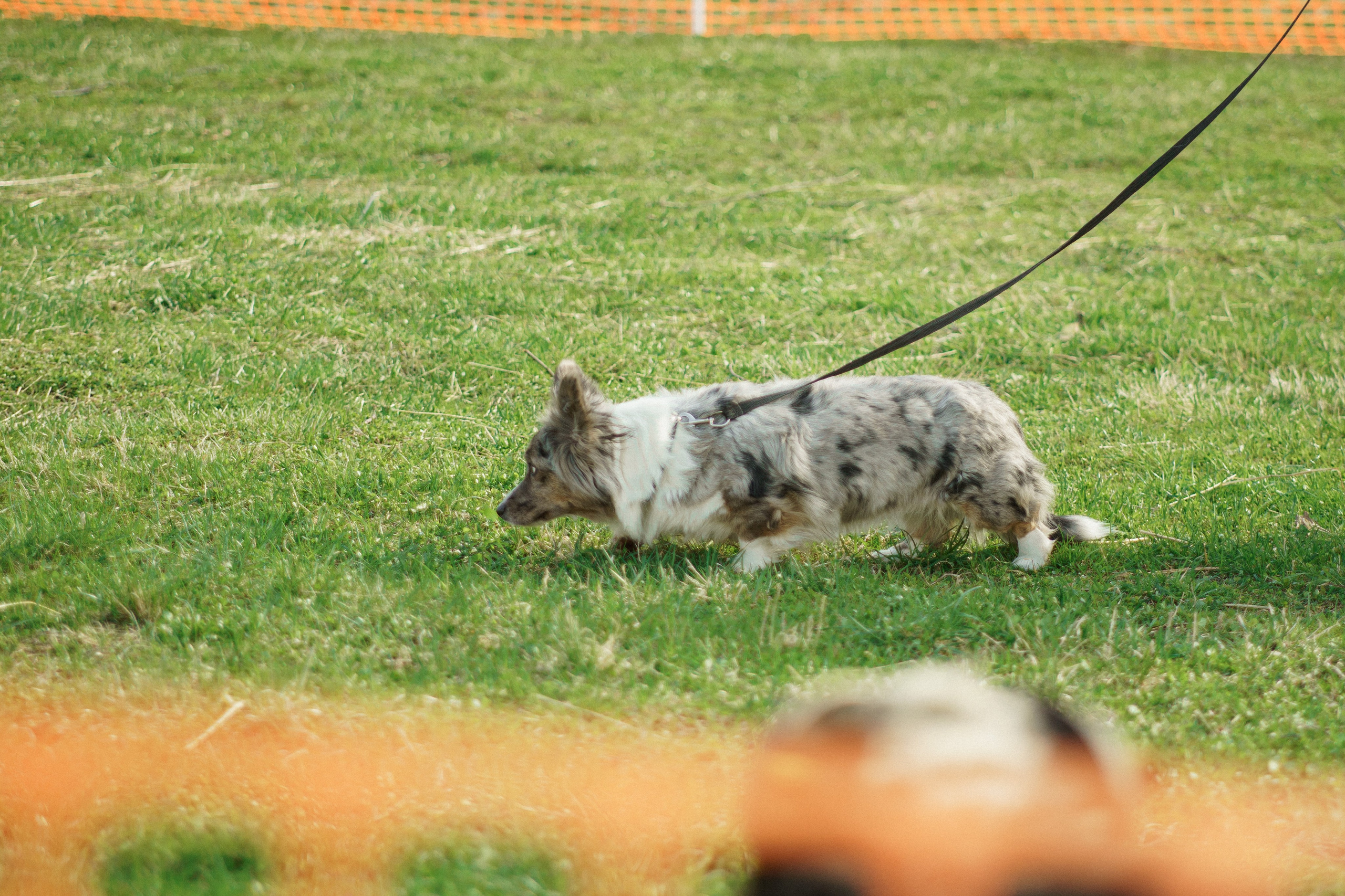 Herding Days, 26 apr. 2025. Kat Laisaar — Pet photographer in Tallinn