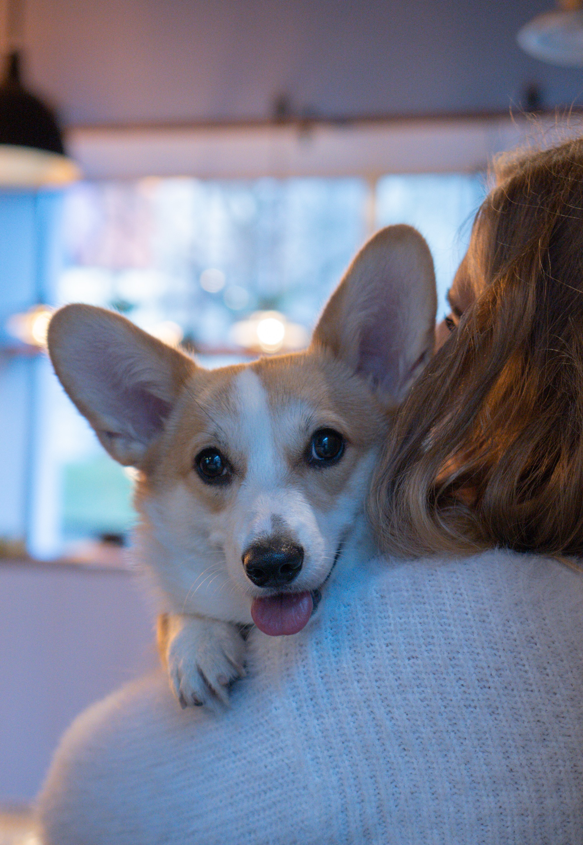 Maarika, Jegor and their Luna, Pembroke Welsh Corgi. Kat Laisaar — Pet photographer in Tallinn