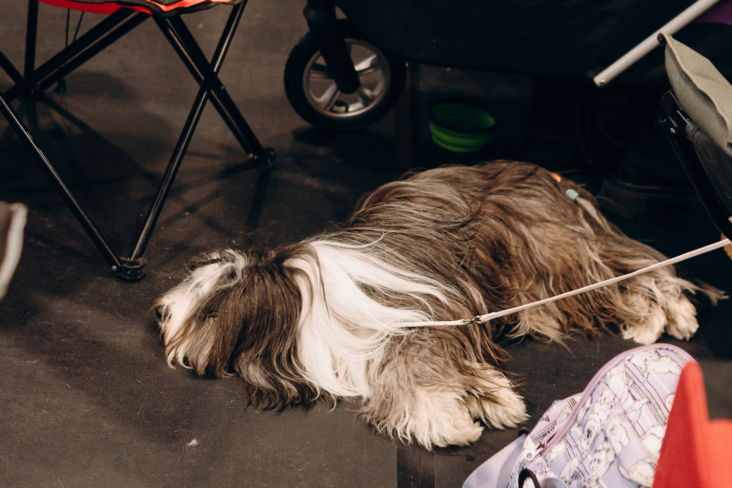 Pärnu dog weekend photo report. Kat Laisaar — Pet photographer in Tallinn