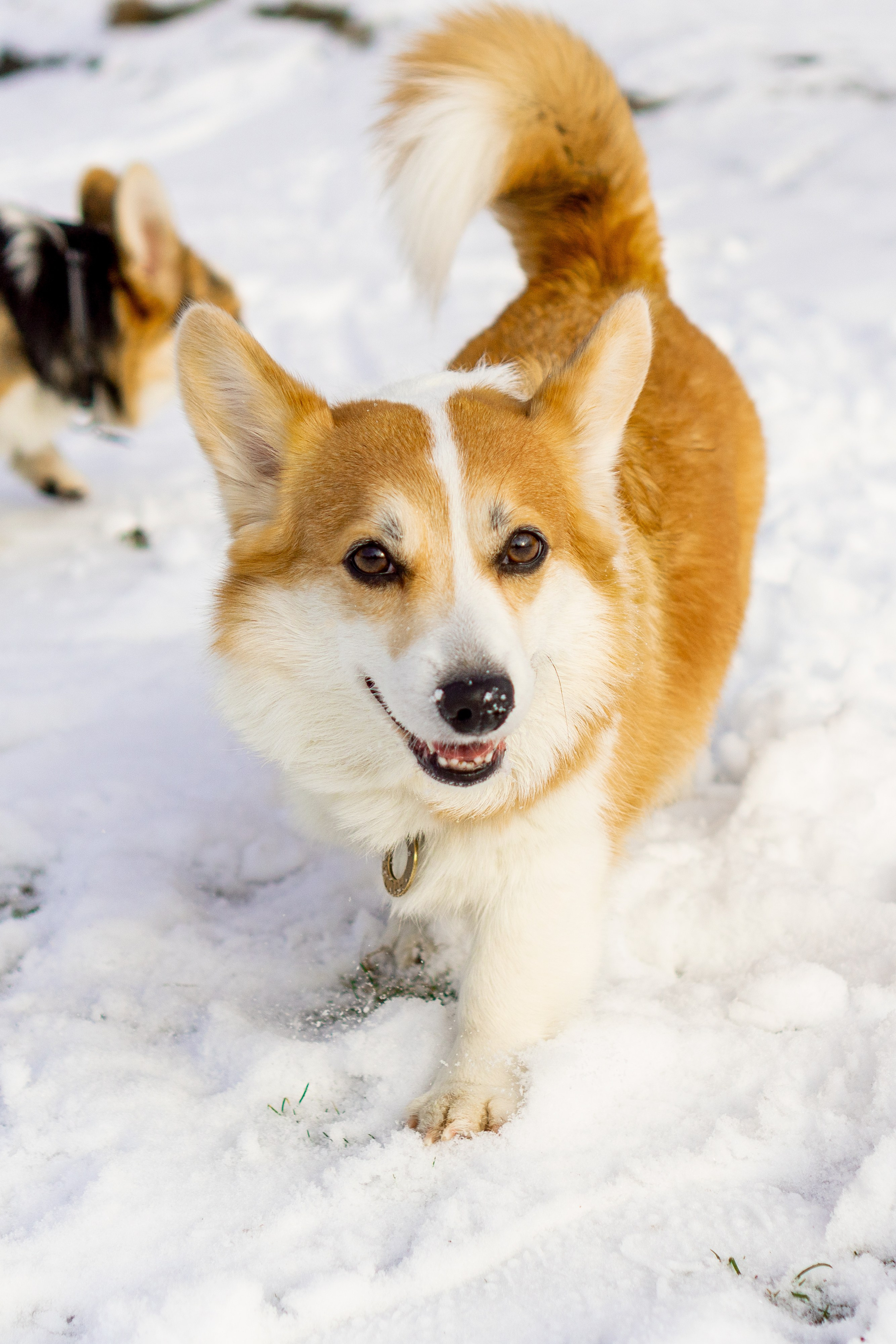 Corgi party, 23 feb. 2025. Kat Laisaar — Pet photographer in Tallinn