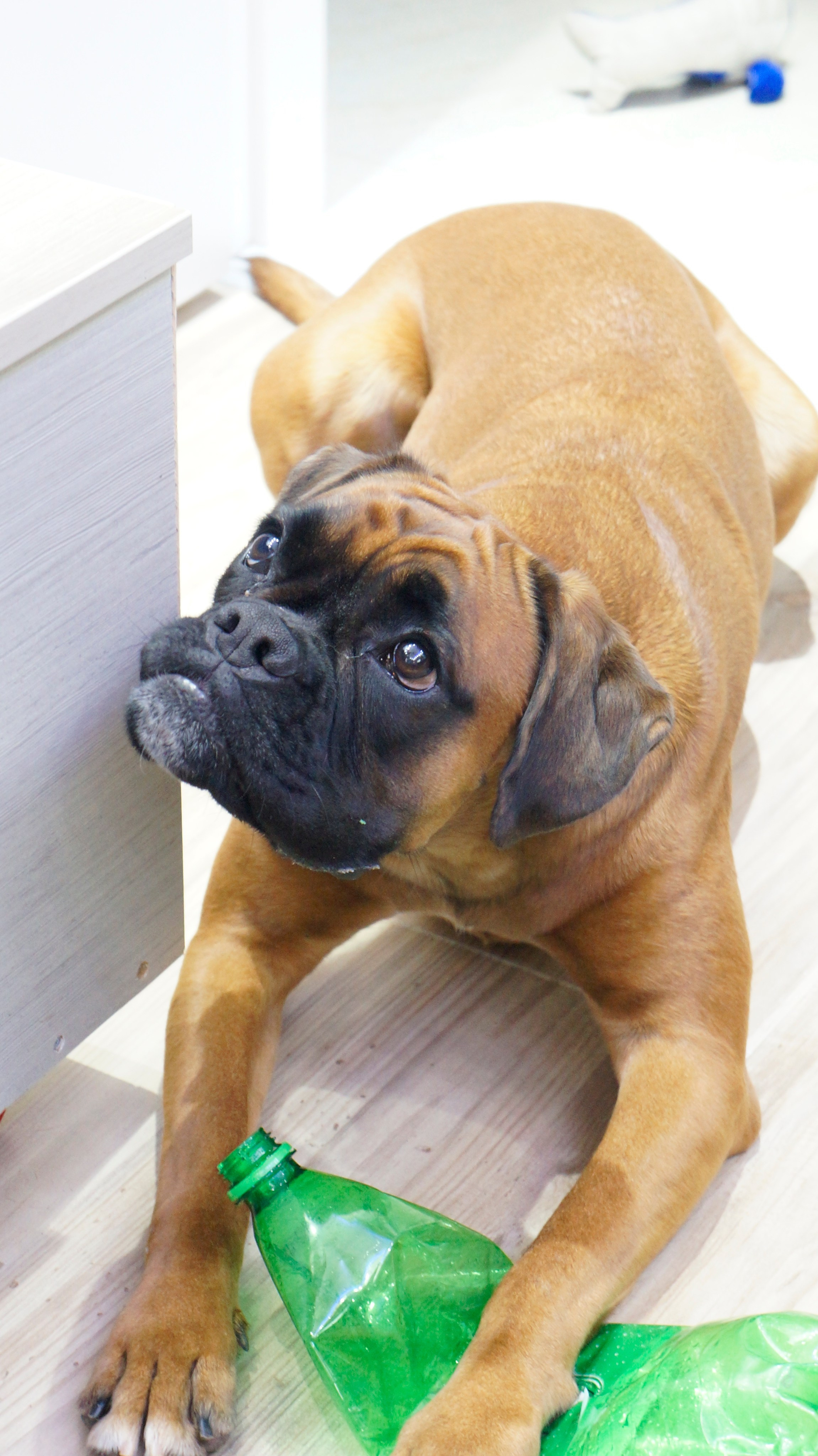 My ״Star״ Boxer Dog