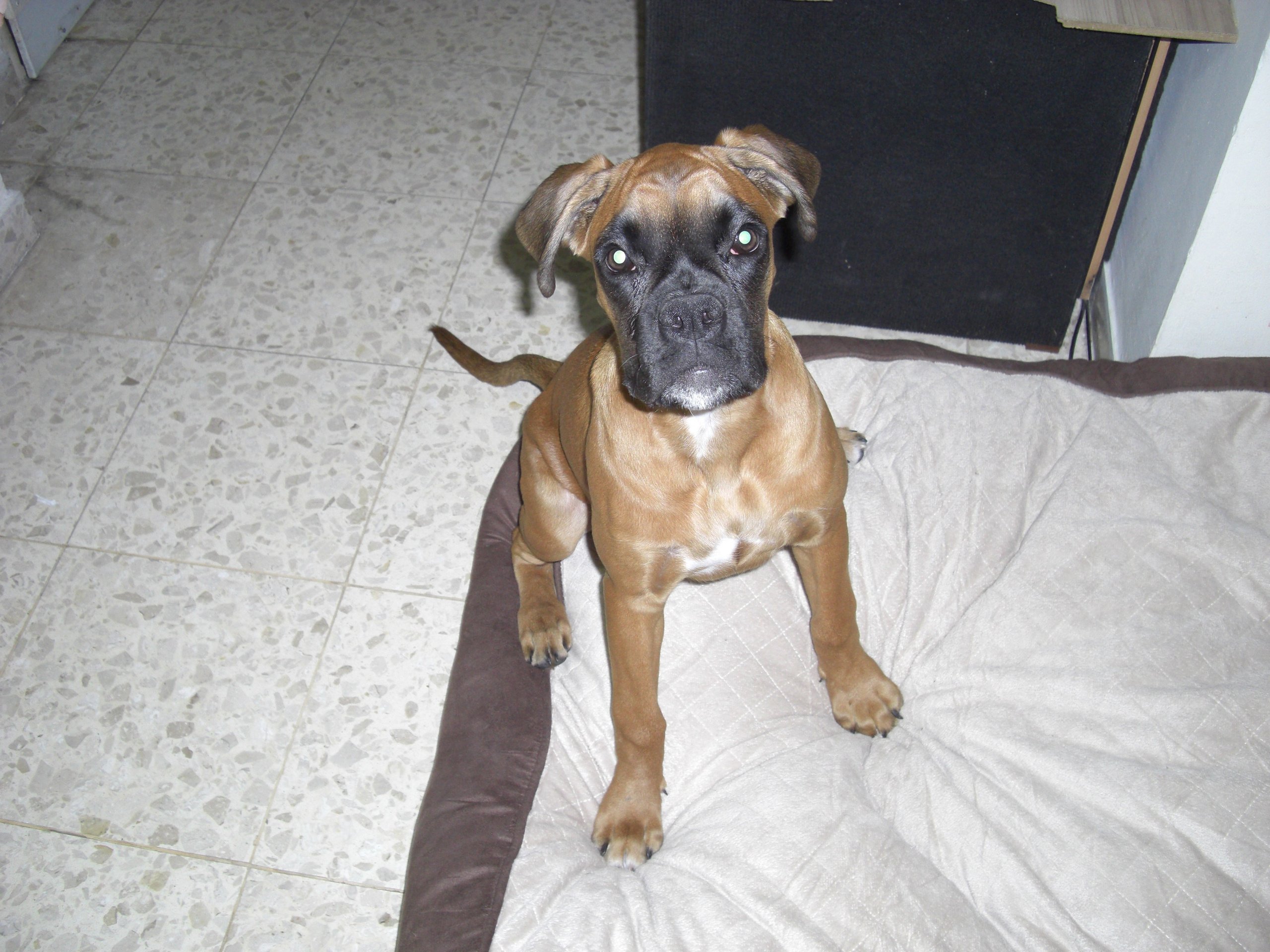 My ״Star״ Boxer Dog