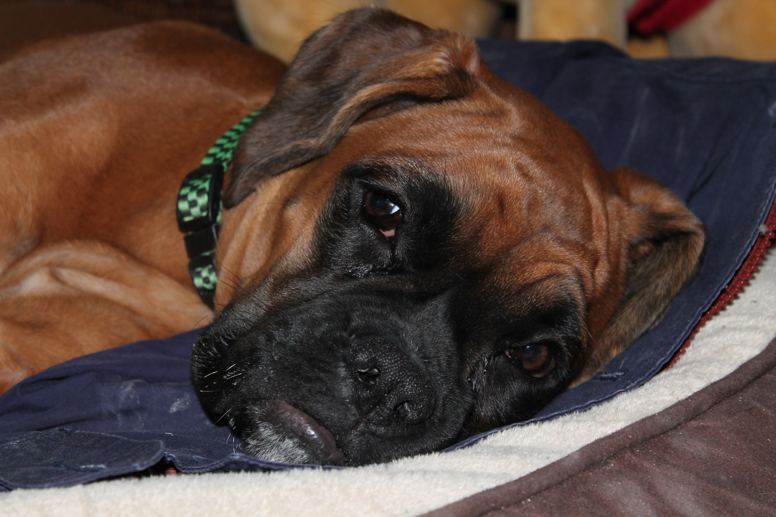 My ״Star״ Boxer Dog