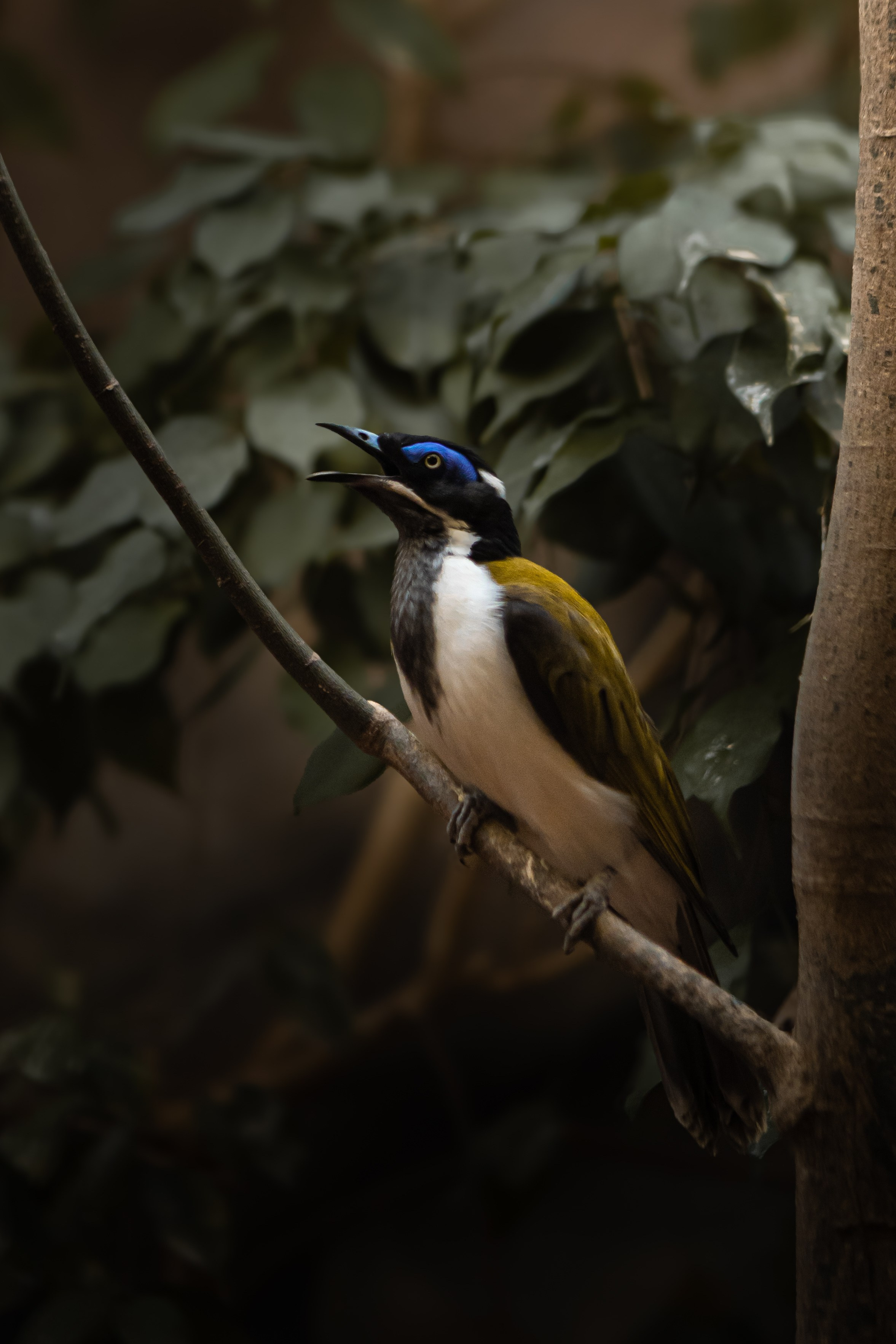 Wildlife Photography — Personal Work | Anastasiia Kalinkina