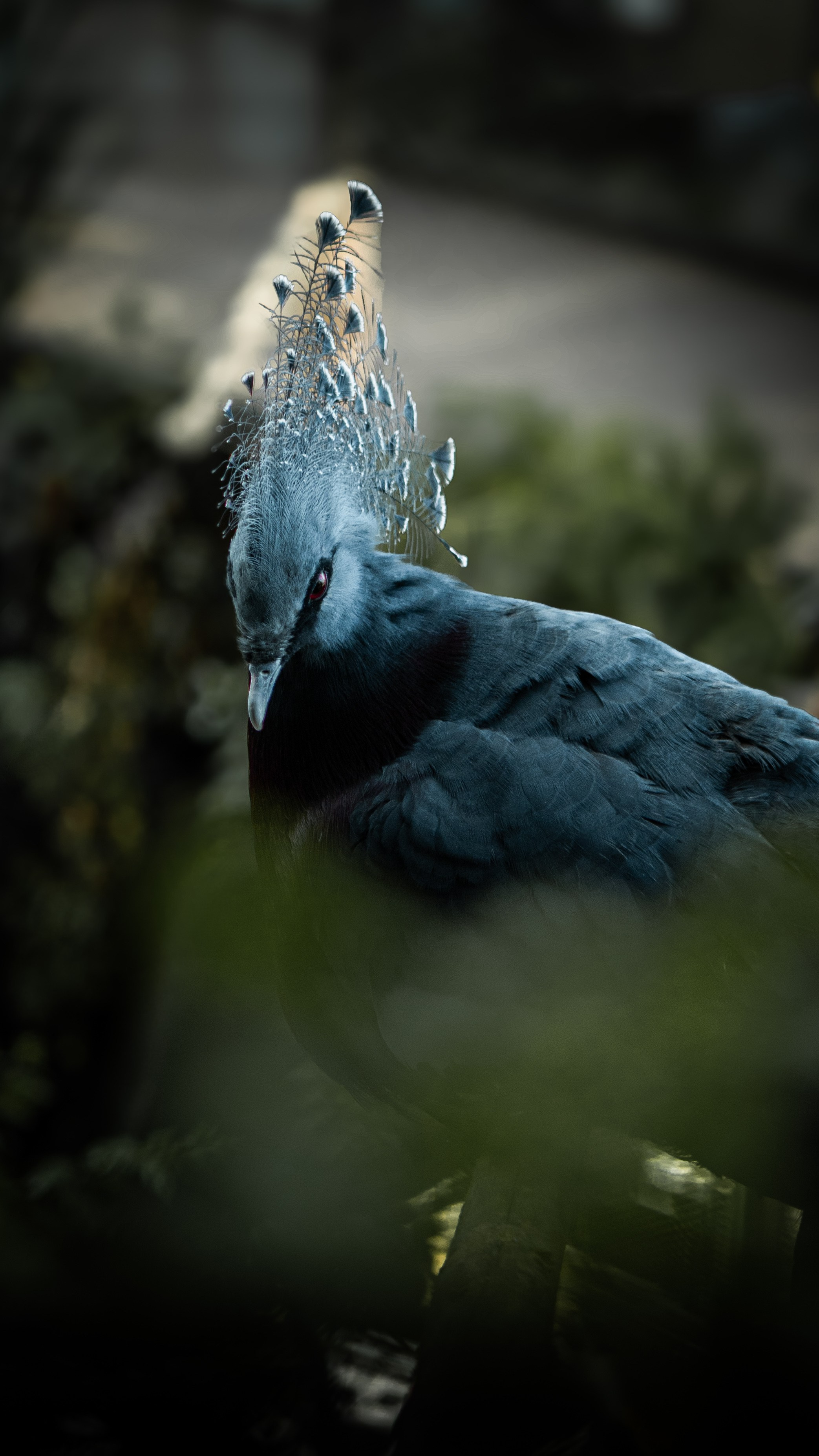 Wildlife Photography — Personal Work | Anastasiia Kalinkina