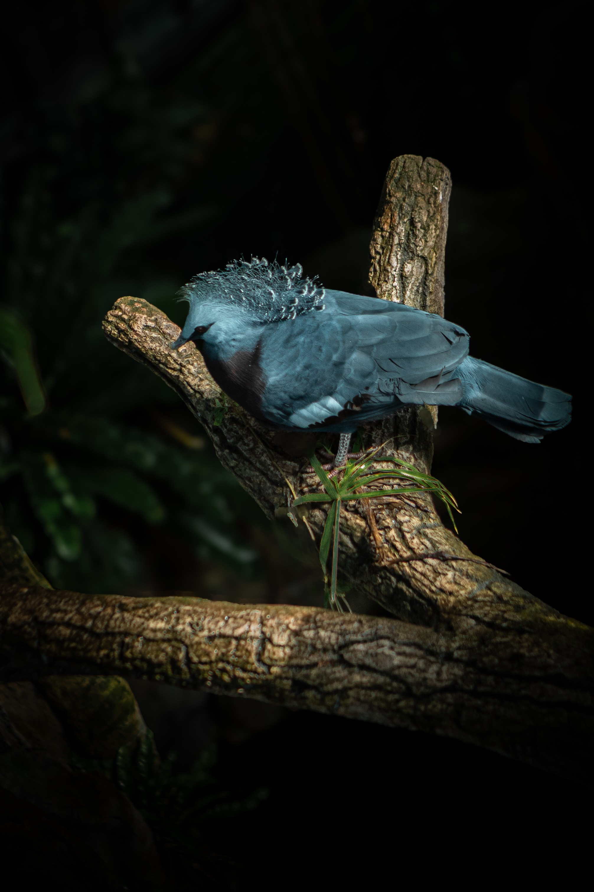 Wildlife Photography — Personal Work | Anastasiia Kalinkina