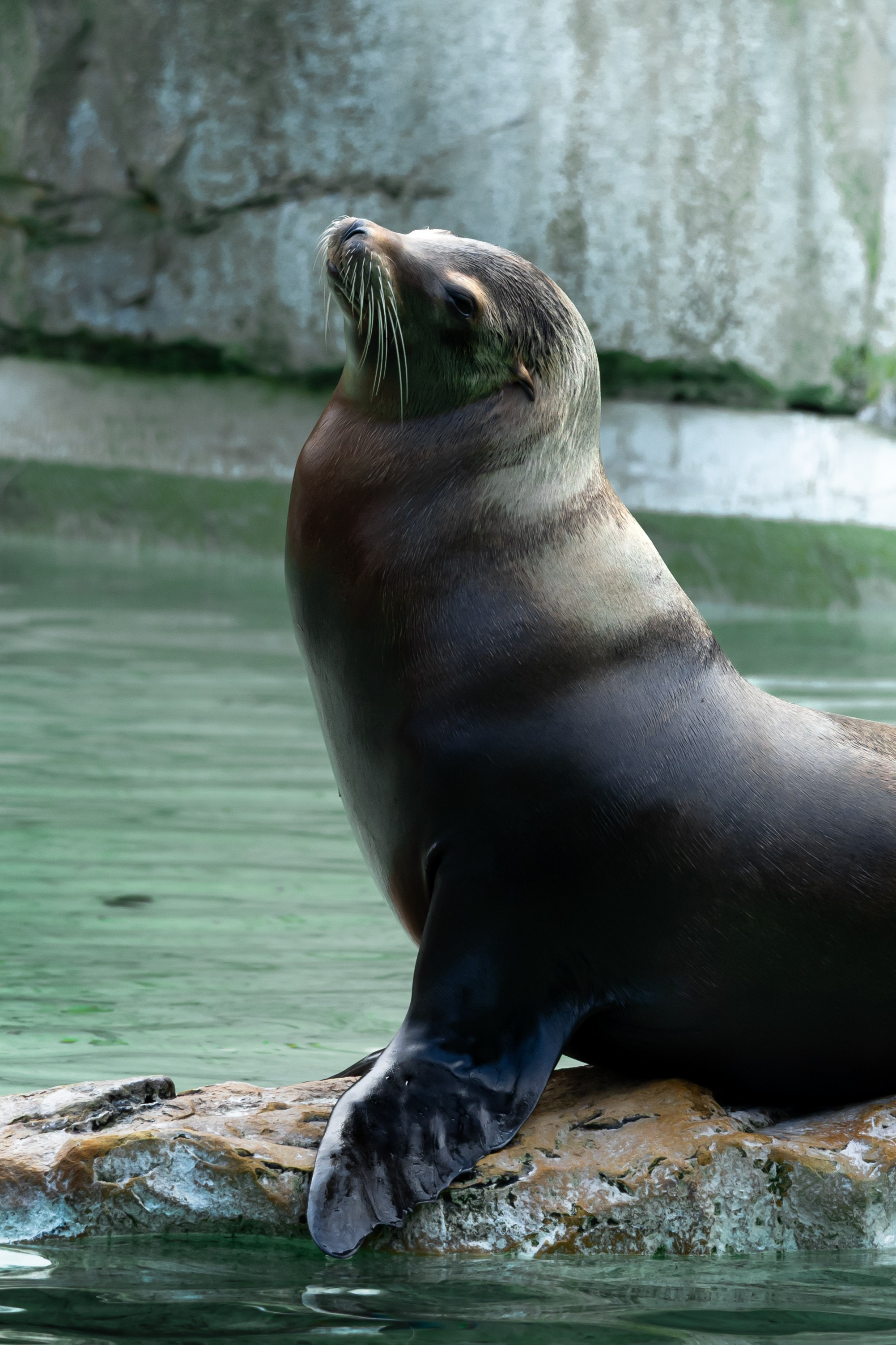 Wildlife Photography — Personal Work | Anastasiia Kalinkina