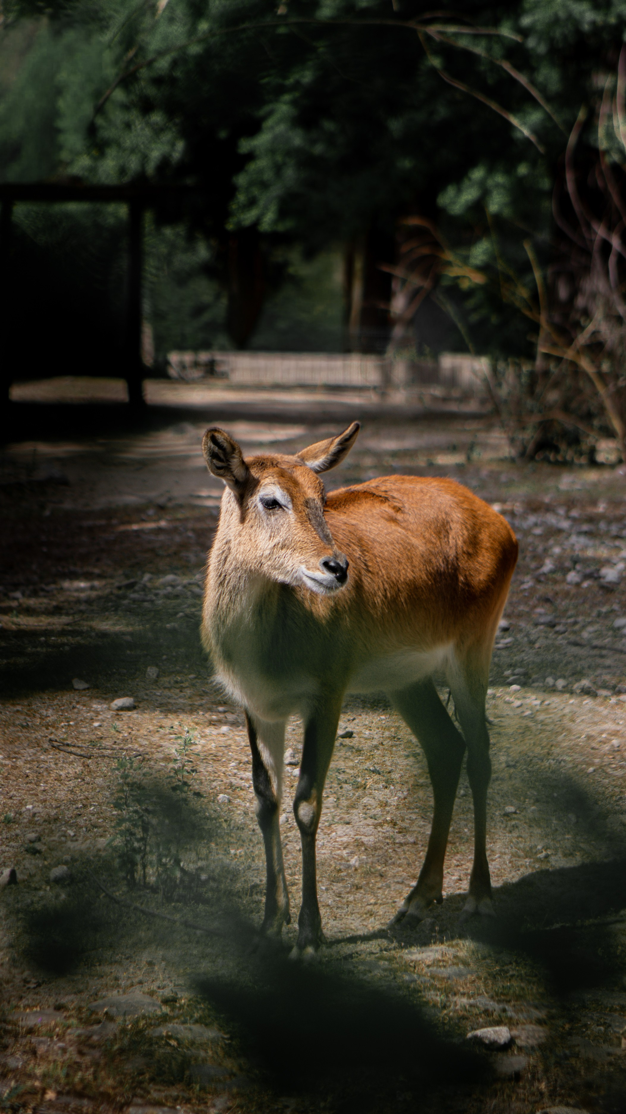 Wildlife Photography — Personal Work | Anastasiia Kalinkina