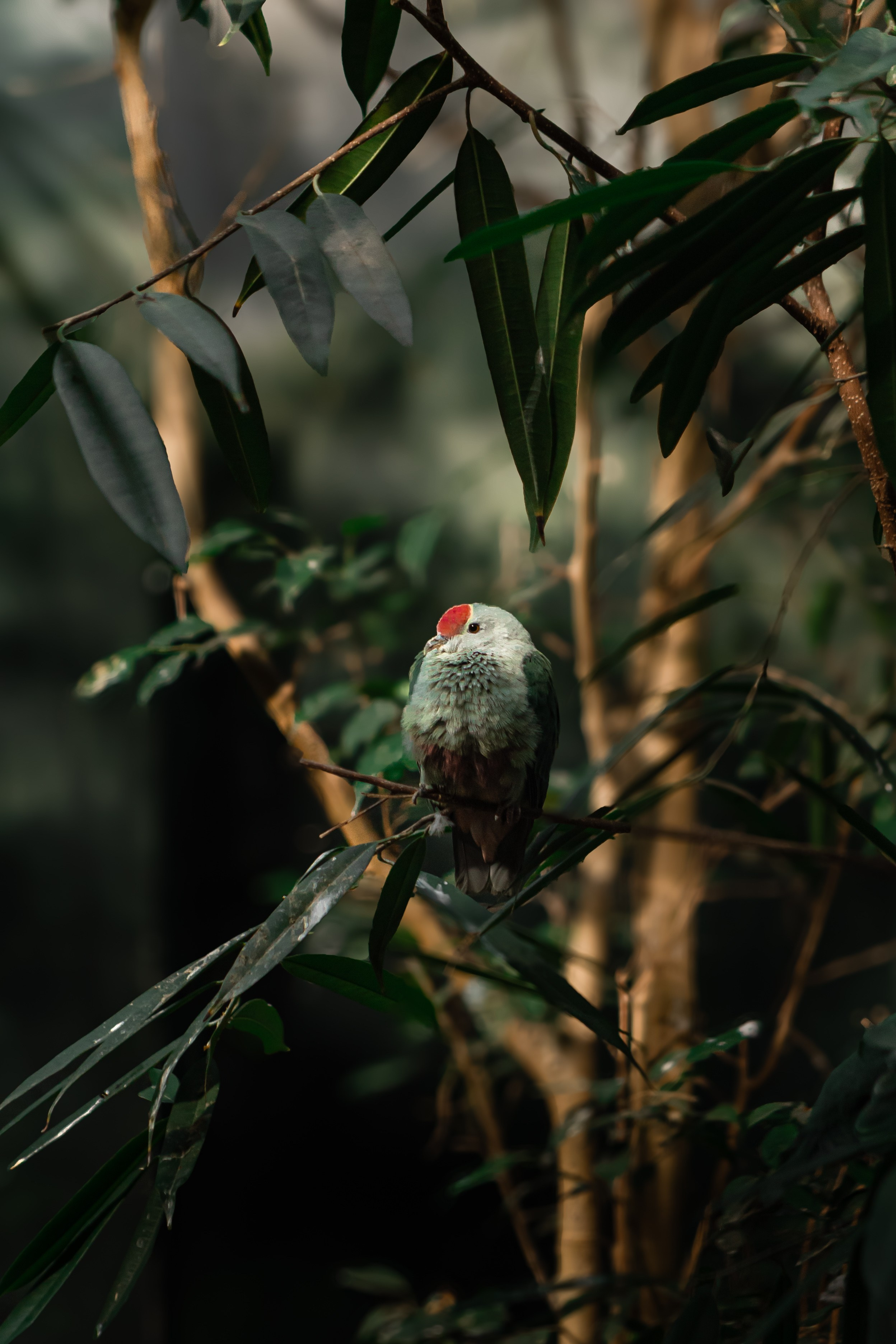 Wildlife Photography — Personal Work | Anastasiia Kalinkina