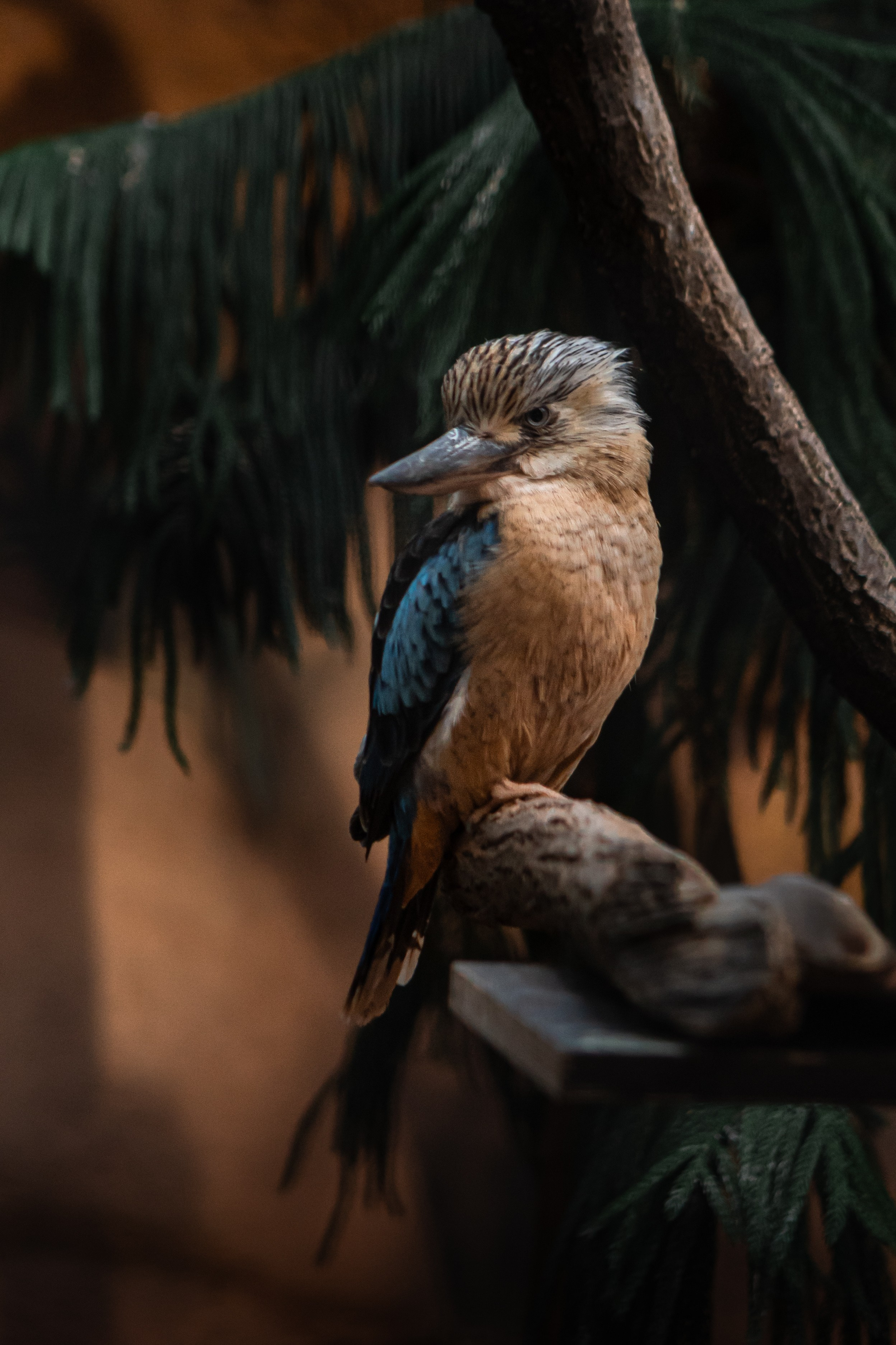 Wildlife Photography — Personal Work | Anastasiia Kalinkina