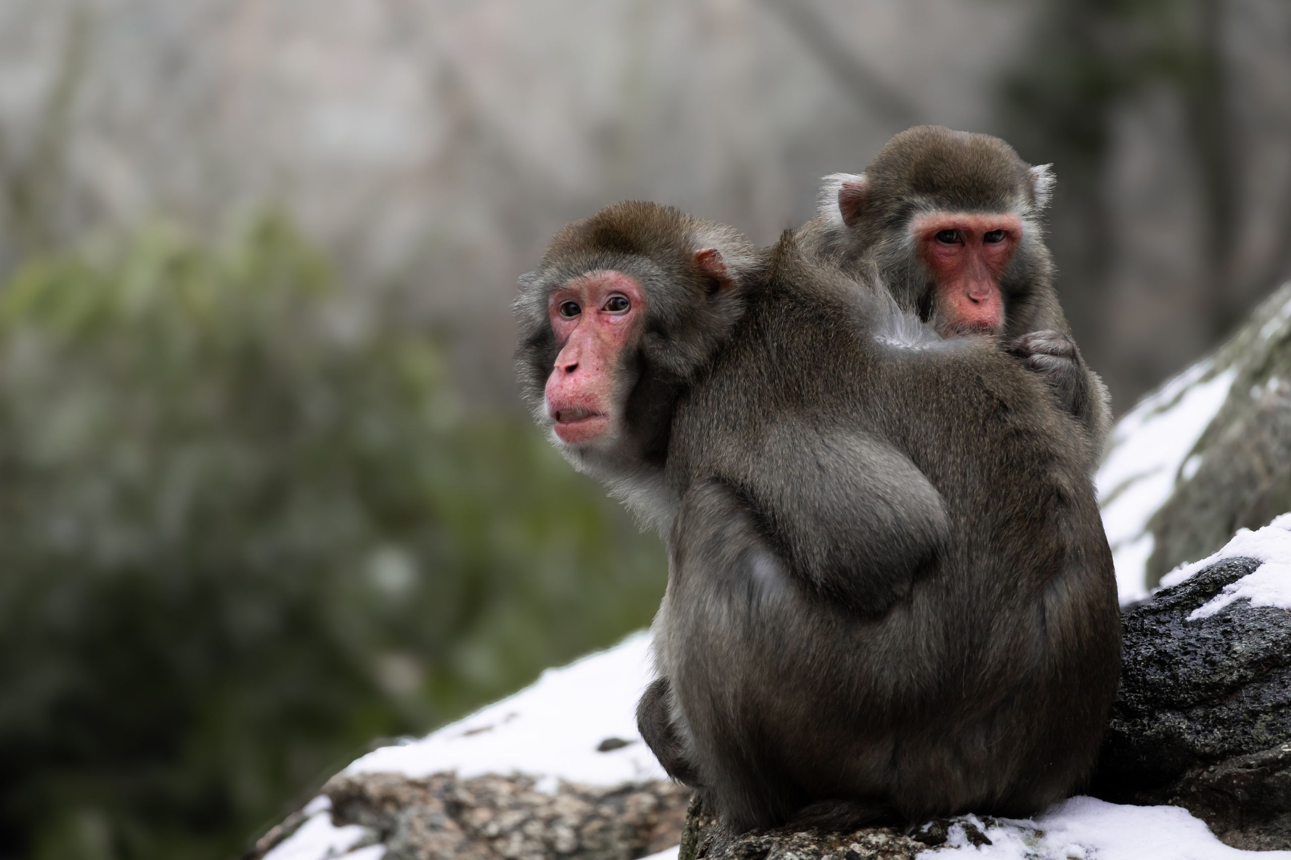 Wildlife Photography — Personal Work | Anastasiia Kalinkina