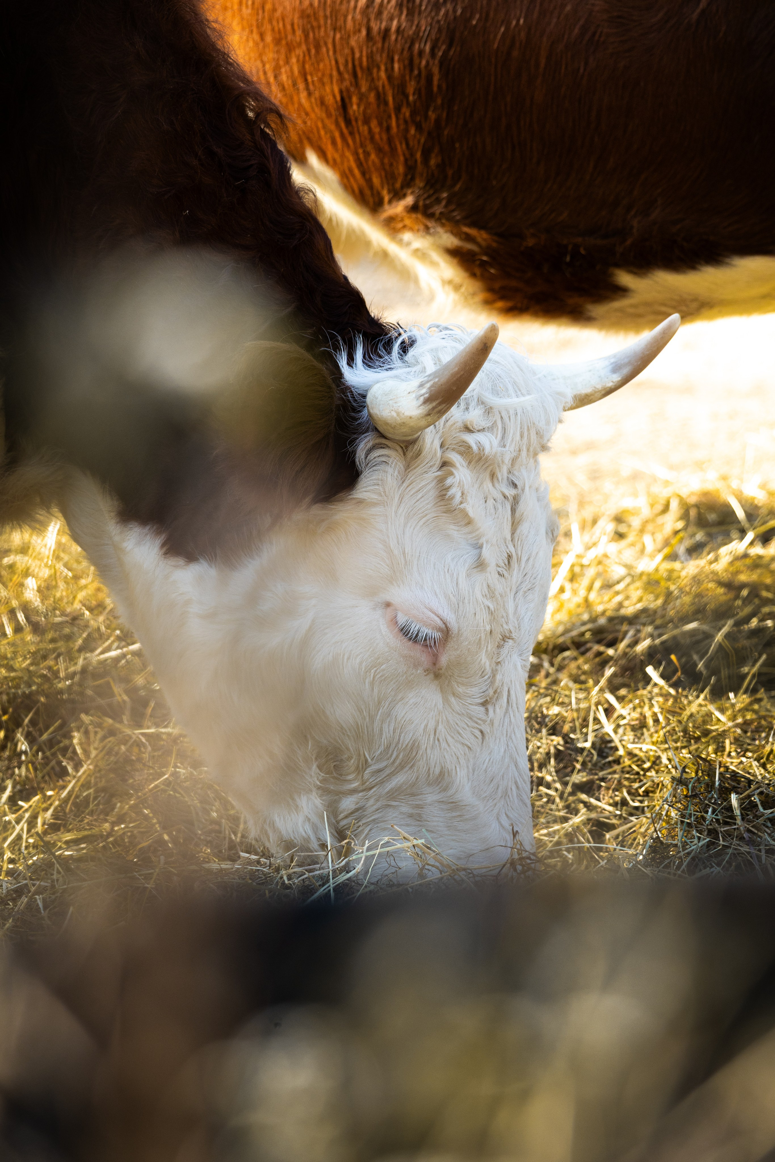 Wildlife Photography — Personal Work | Anastasiia Kalinkina