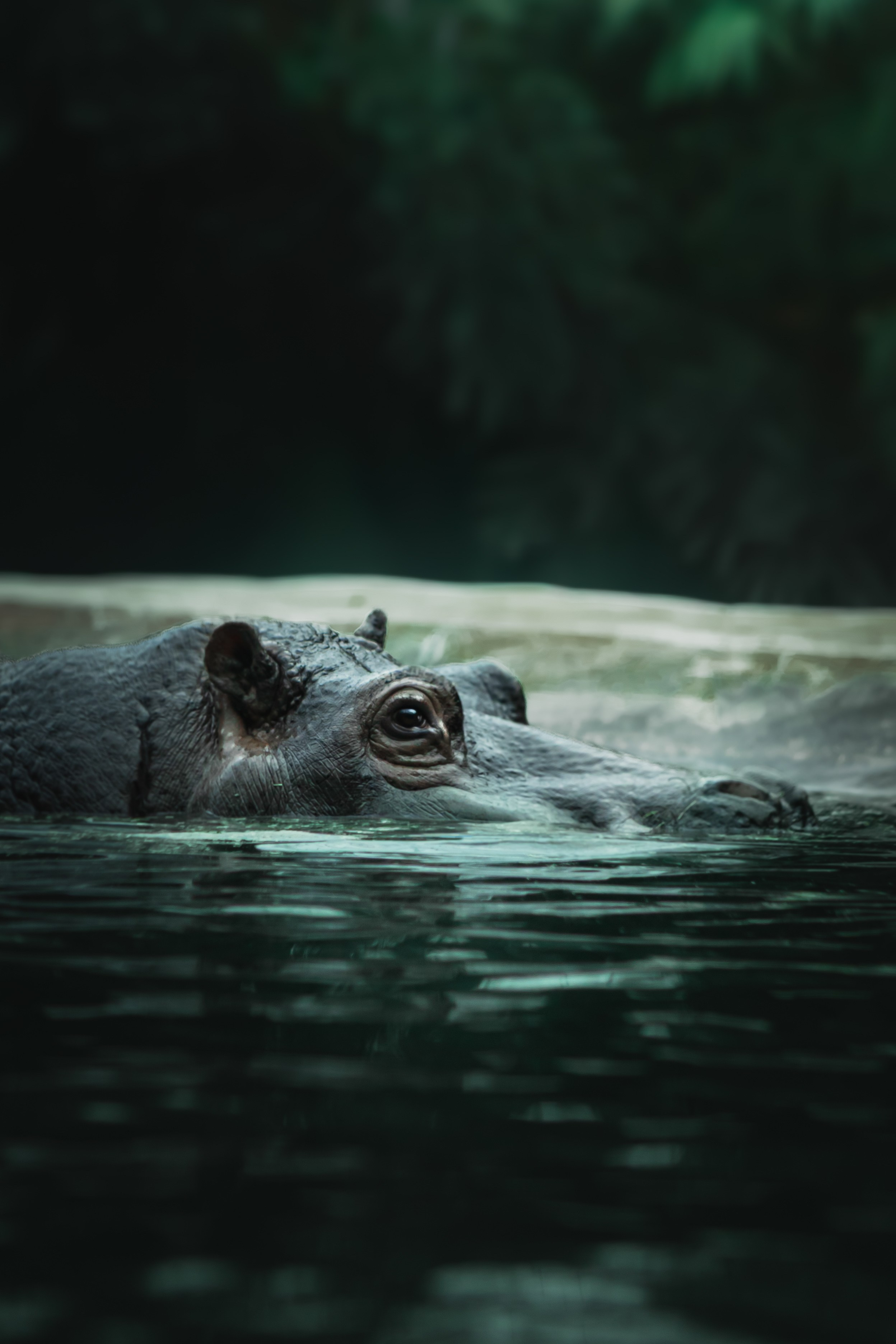 Wildlife Photography — Personal Work | Anastasiia Kalinkina