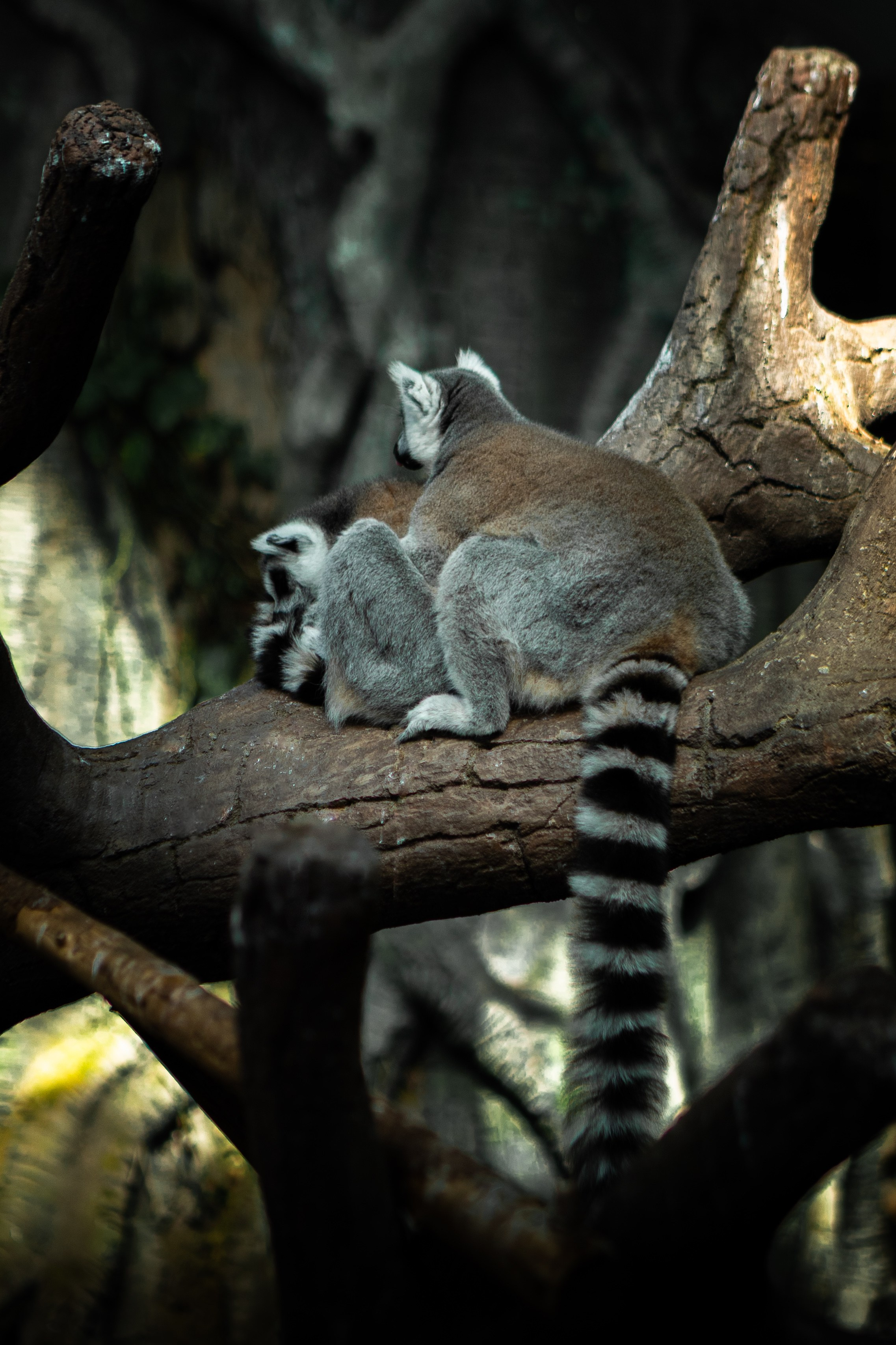 Wildlife Photography — Personal Work | Anastasiia Kalinkina