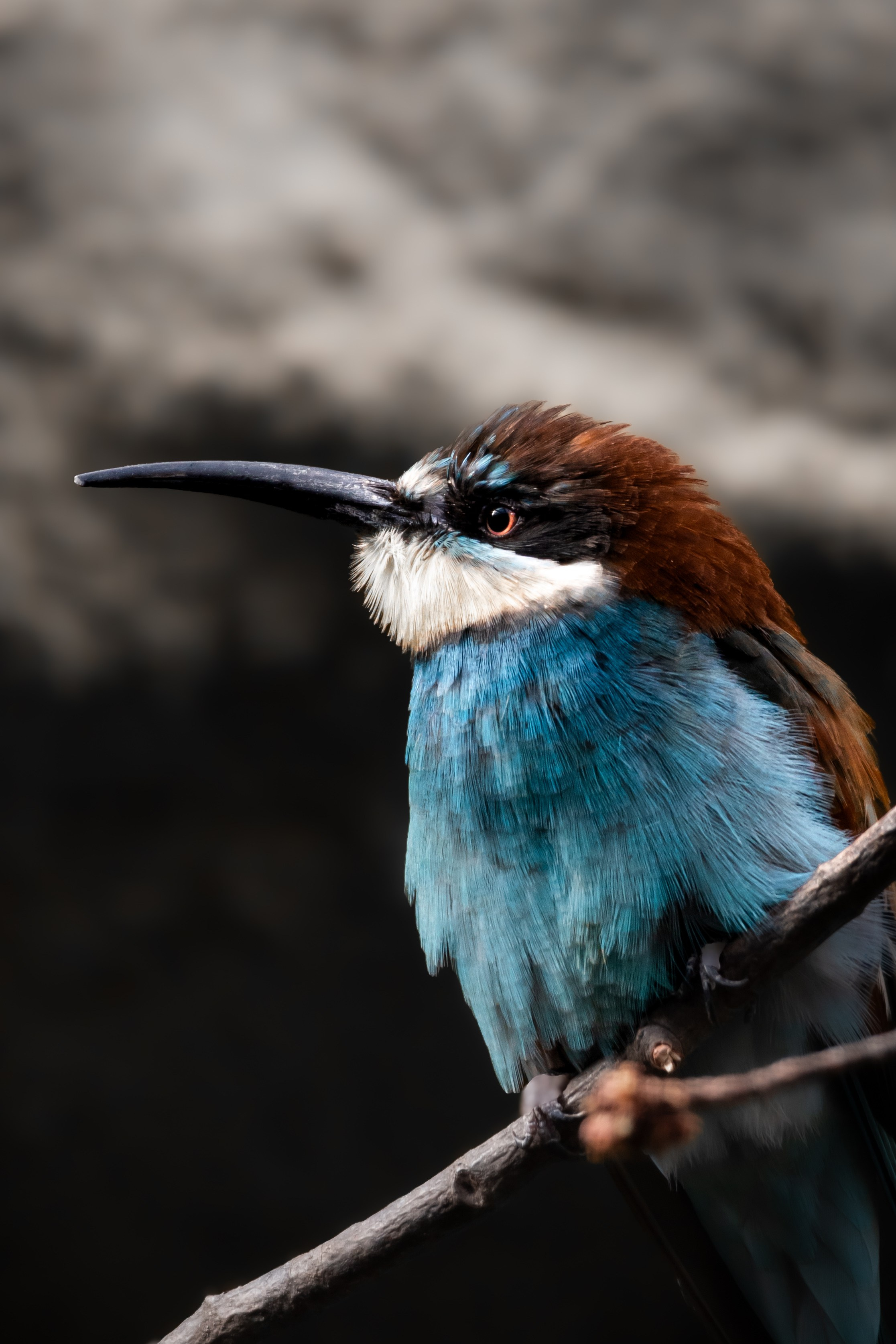 Wildlife Photography — Personal Work | Anastasiia Kalinkina