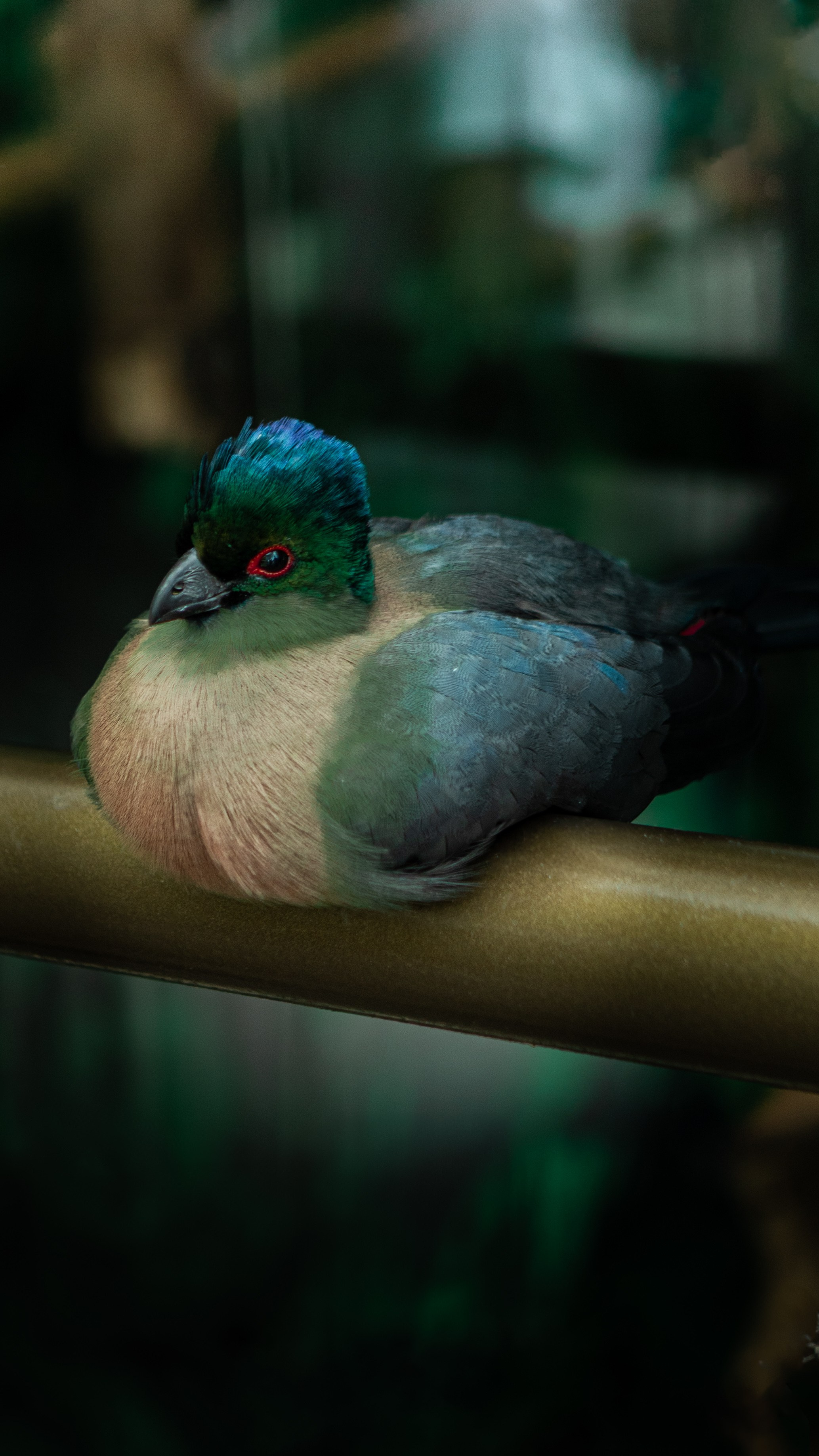Wildlife Photography — Personal Work | Anastasiia Kalinkina