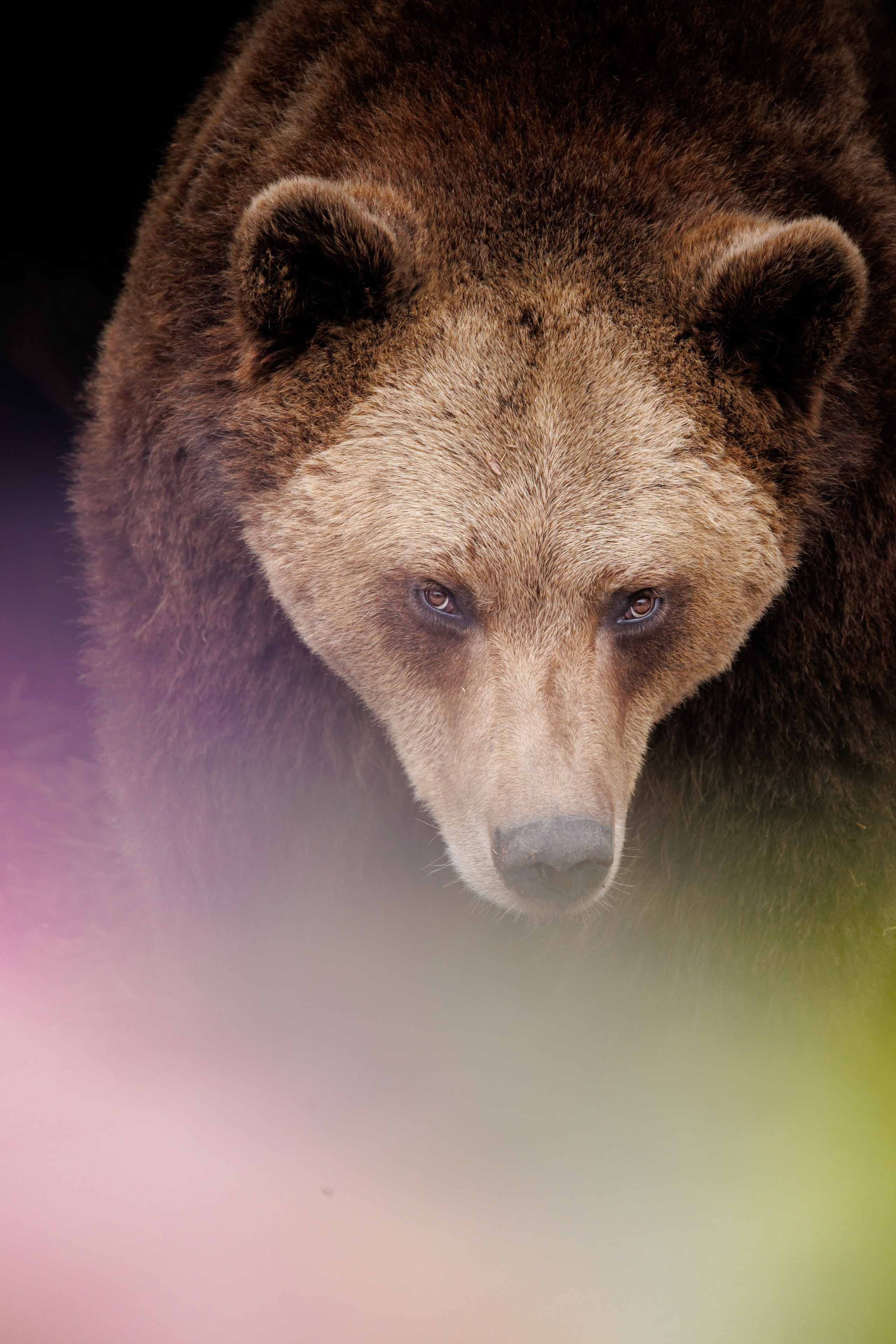 Wildlife Photography — Personal Work | Anastasiia Kalinkina