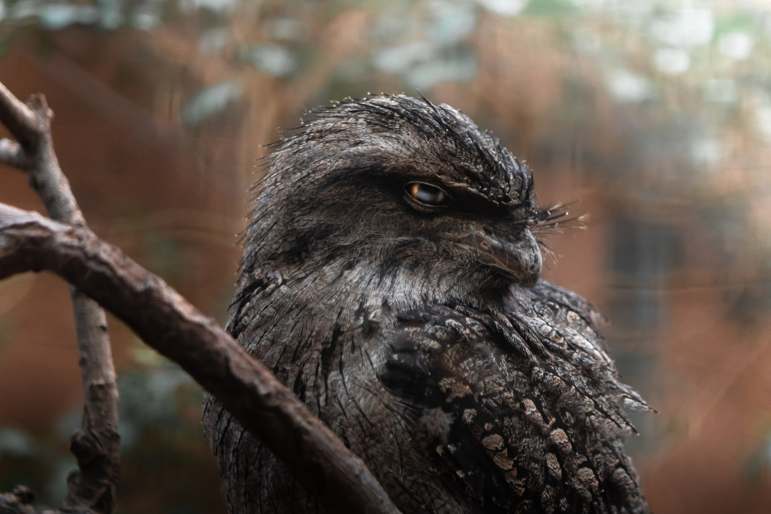 Wildlife Photography — Personal Work | Anastasiia Kalinkina