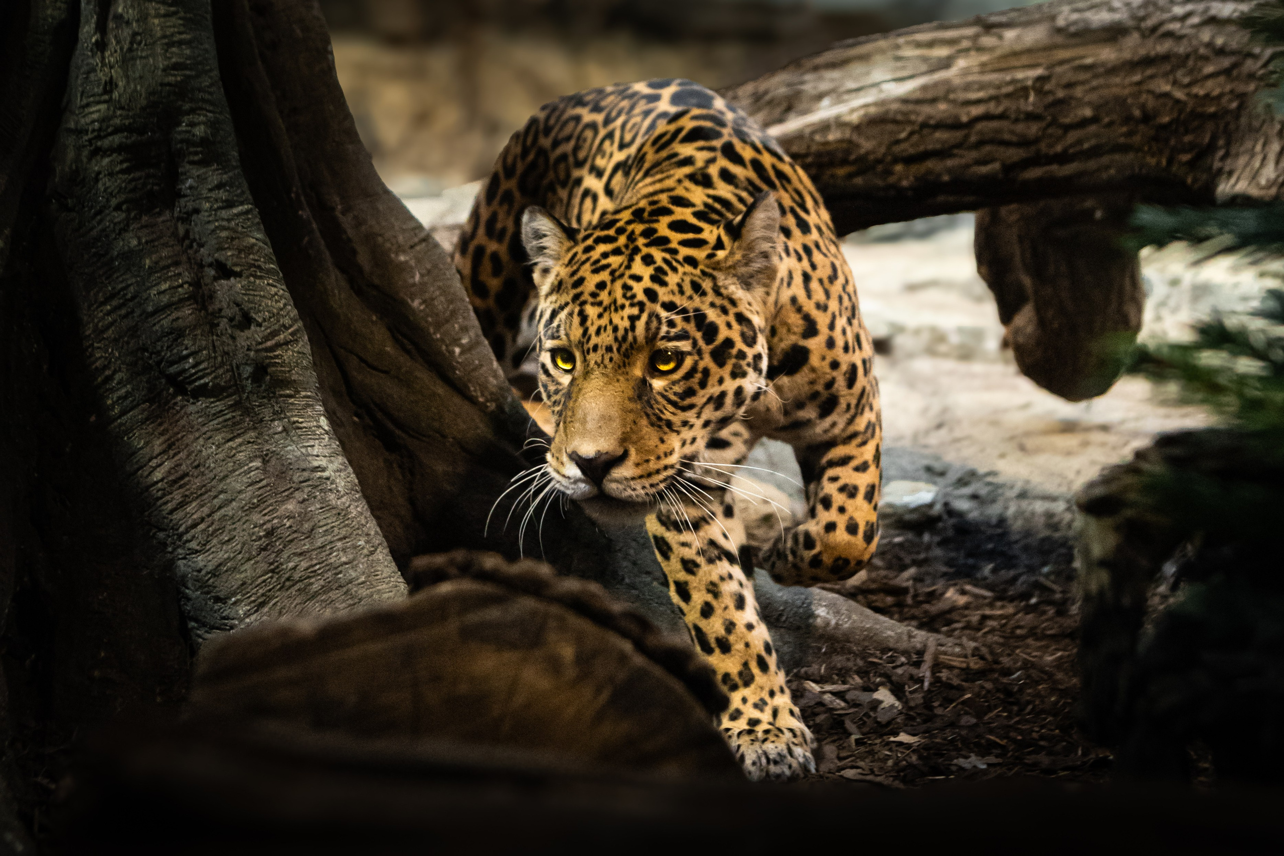 Wildlife Photography — Personal Work | Anastasiia Kalinkina