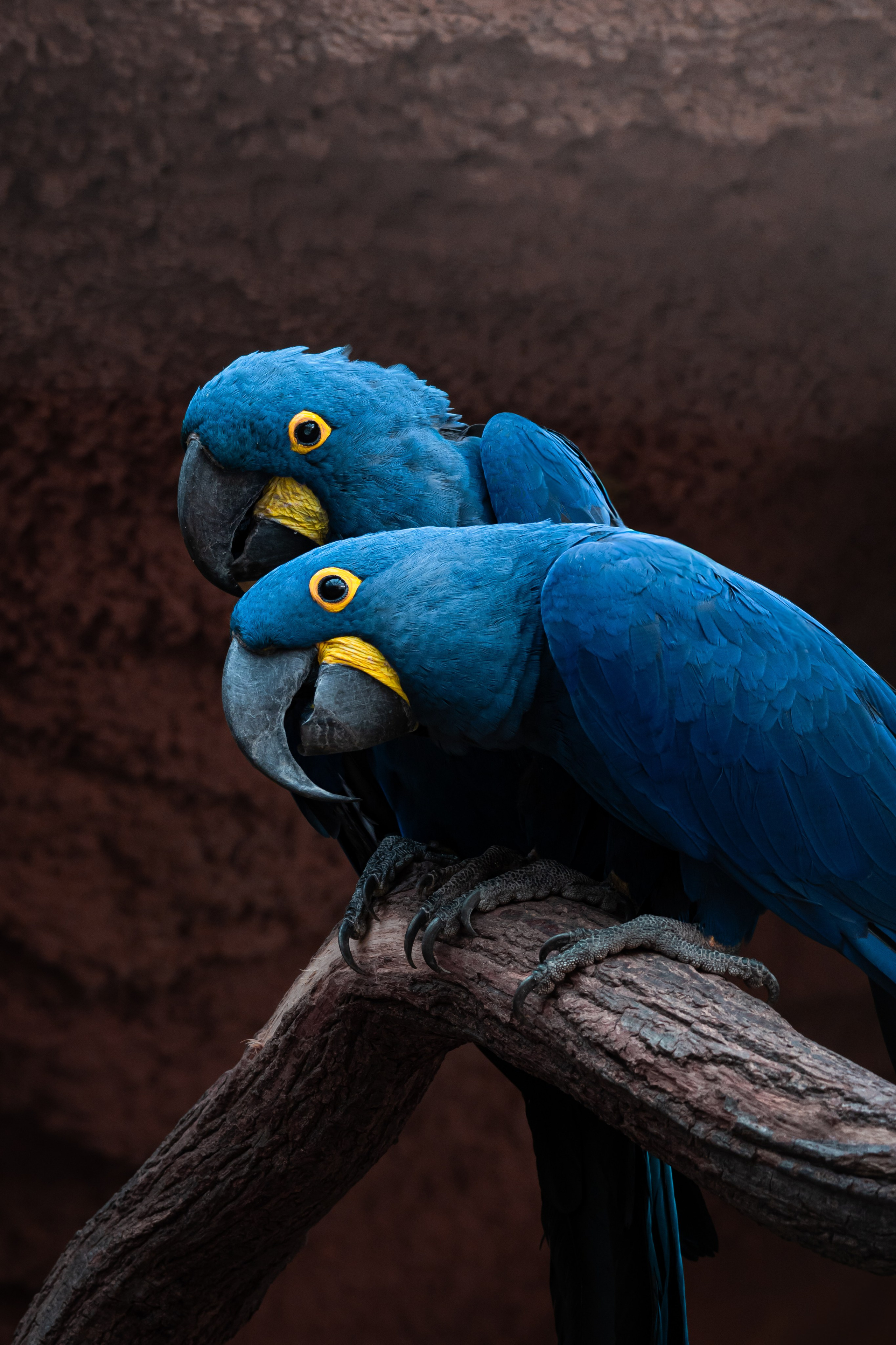Wildlife Photography — Personal Work | Anastasiia Kalinkina