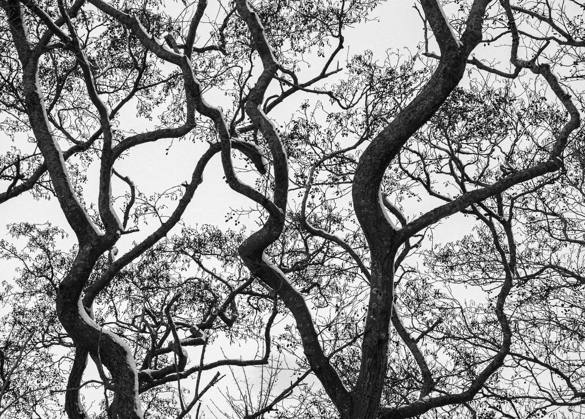 Woodlands. Nature Photographer and Videographer from Germany