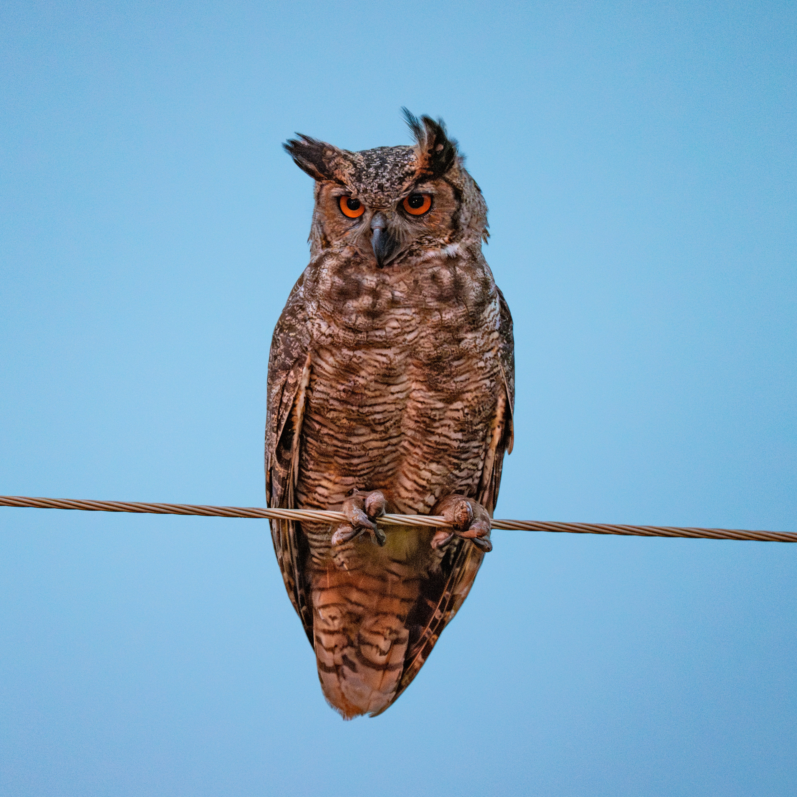 Buhos. Nature photographer Yuri Soria-Galvarro