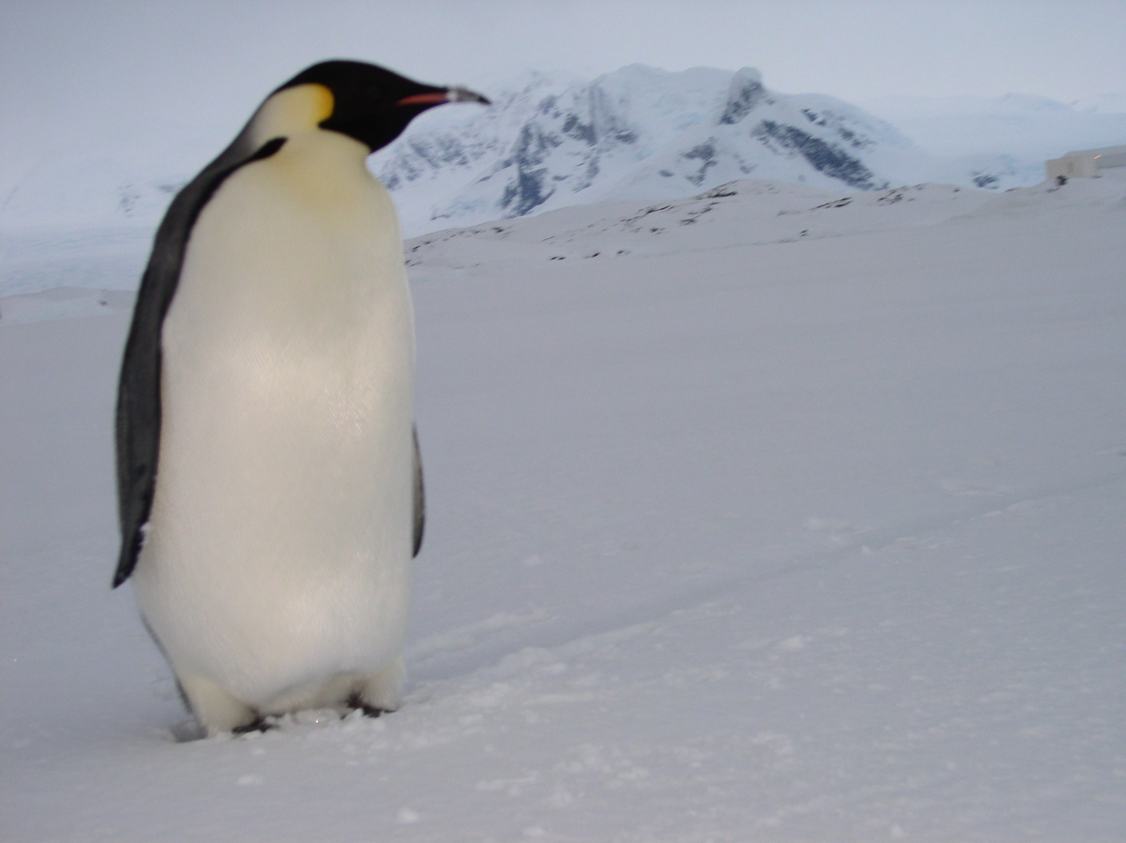 ANTARCTICA. Reportage concert portrait photography in the San Francisco Bay Area