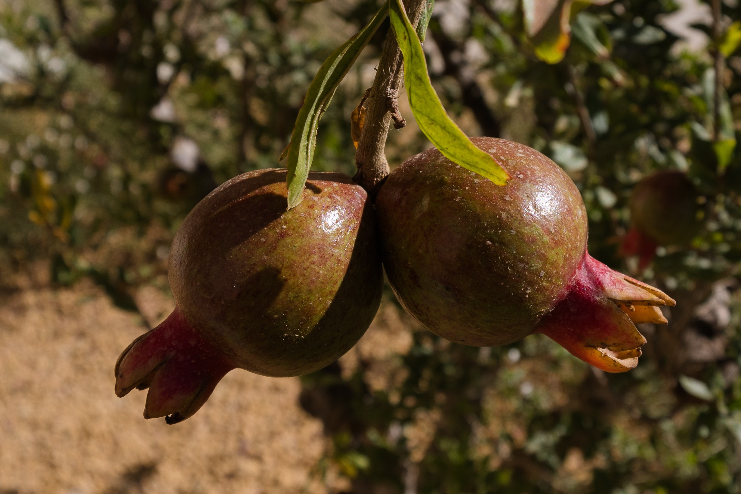 Immobilien - Finca Mallorca - Ses Salines. Viktoria Motte Fotografie Event-, Business- und Porträtfotografie Stuttgart | Mallorca