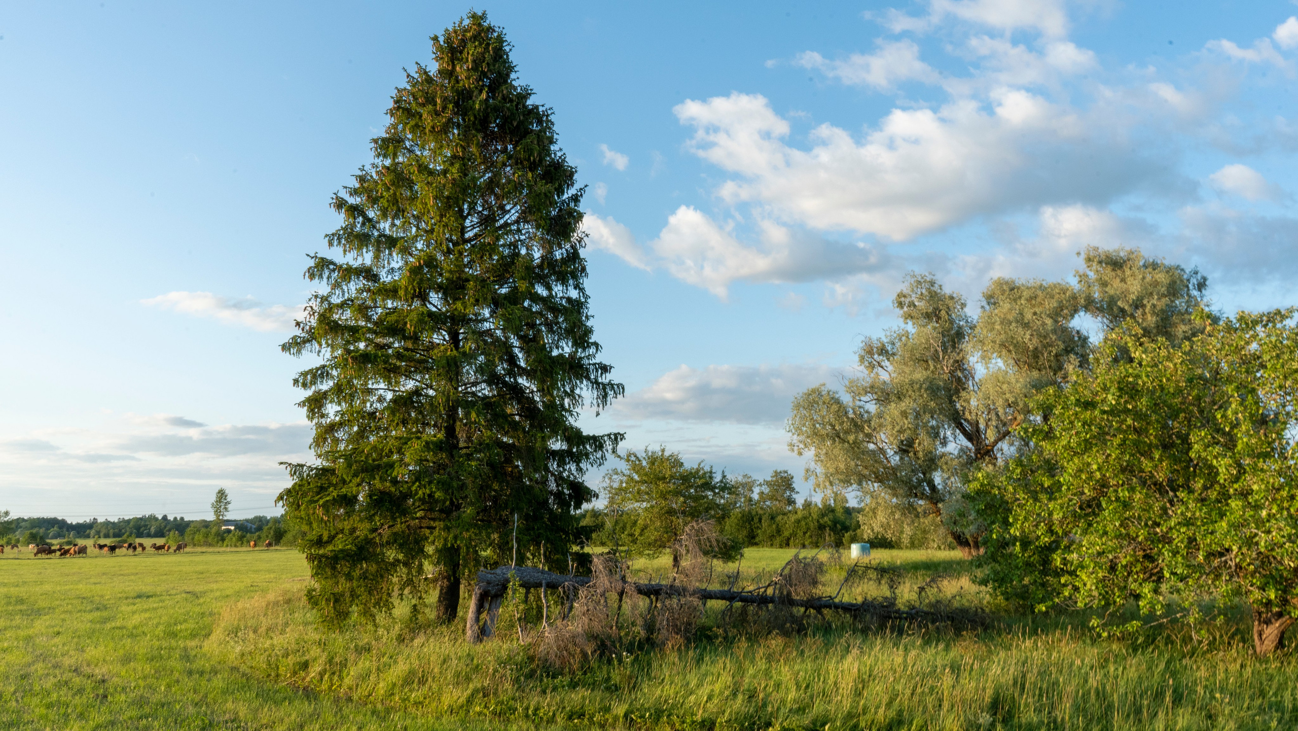 Whispers of Estonia. Photography | Videography | Marketing