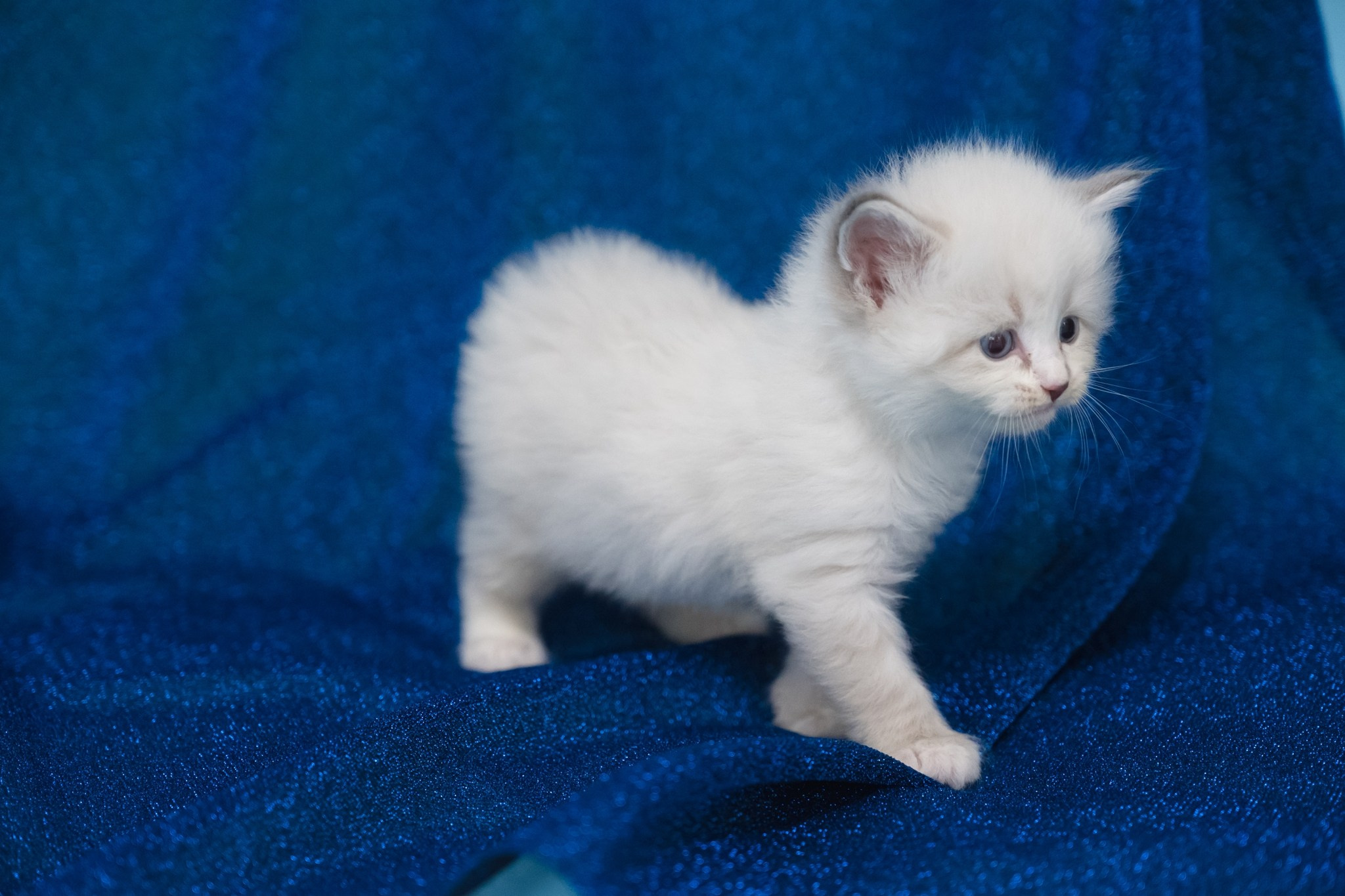 N-Antares. SIBERIALIS: Katzenzucht von Sibirischen und Neva Masquarade Katzen