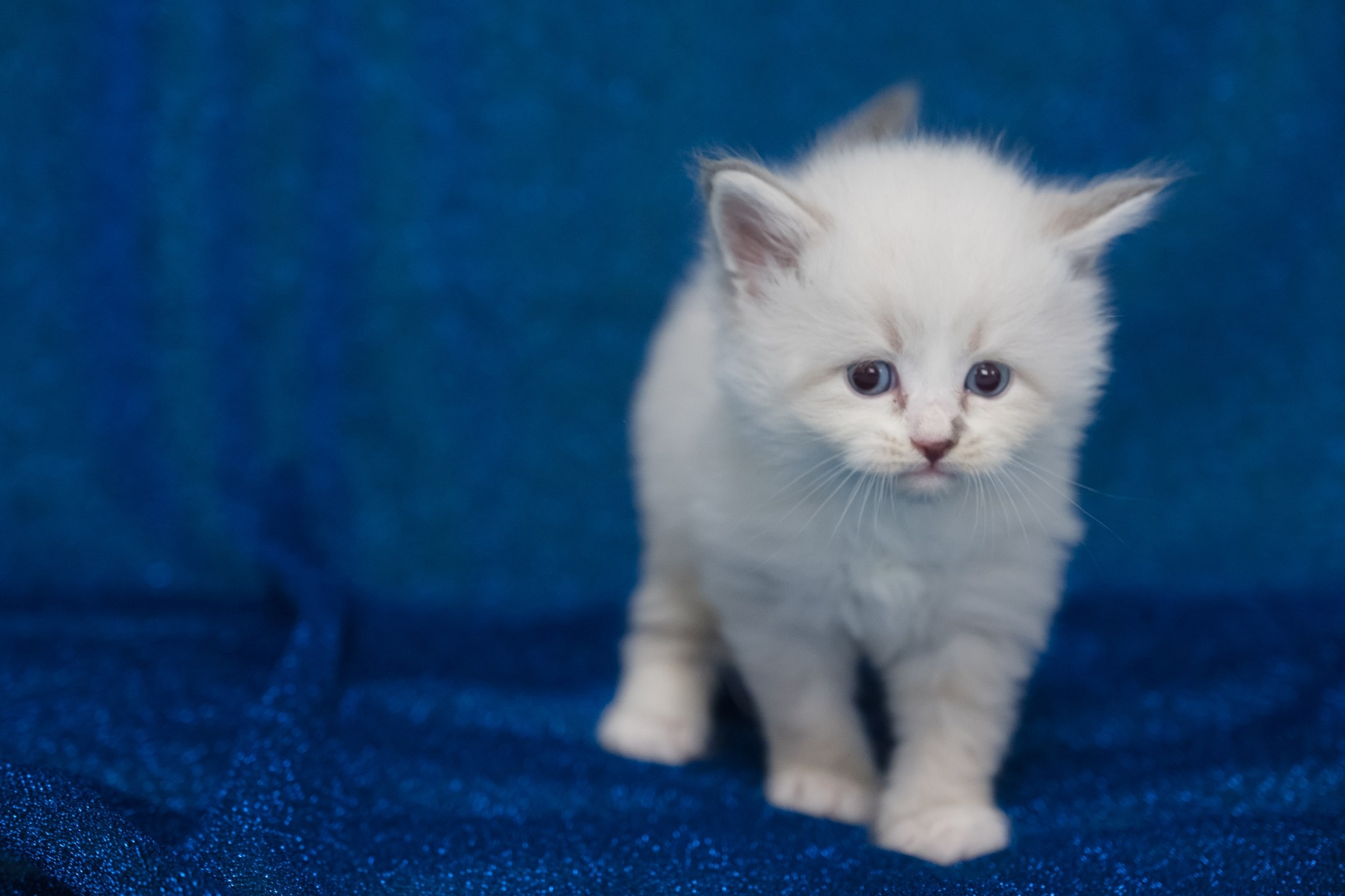 N-Antares. SIBERIALIS: Katzenzucht von Sibirischen und Neva Masquarade Katzen