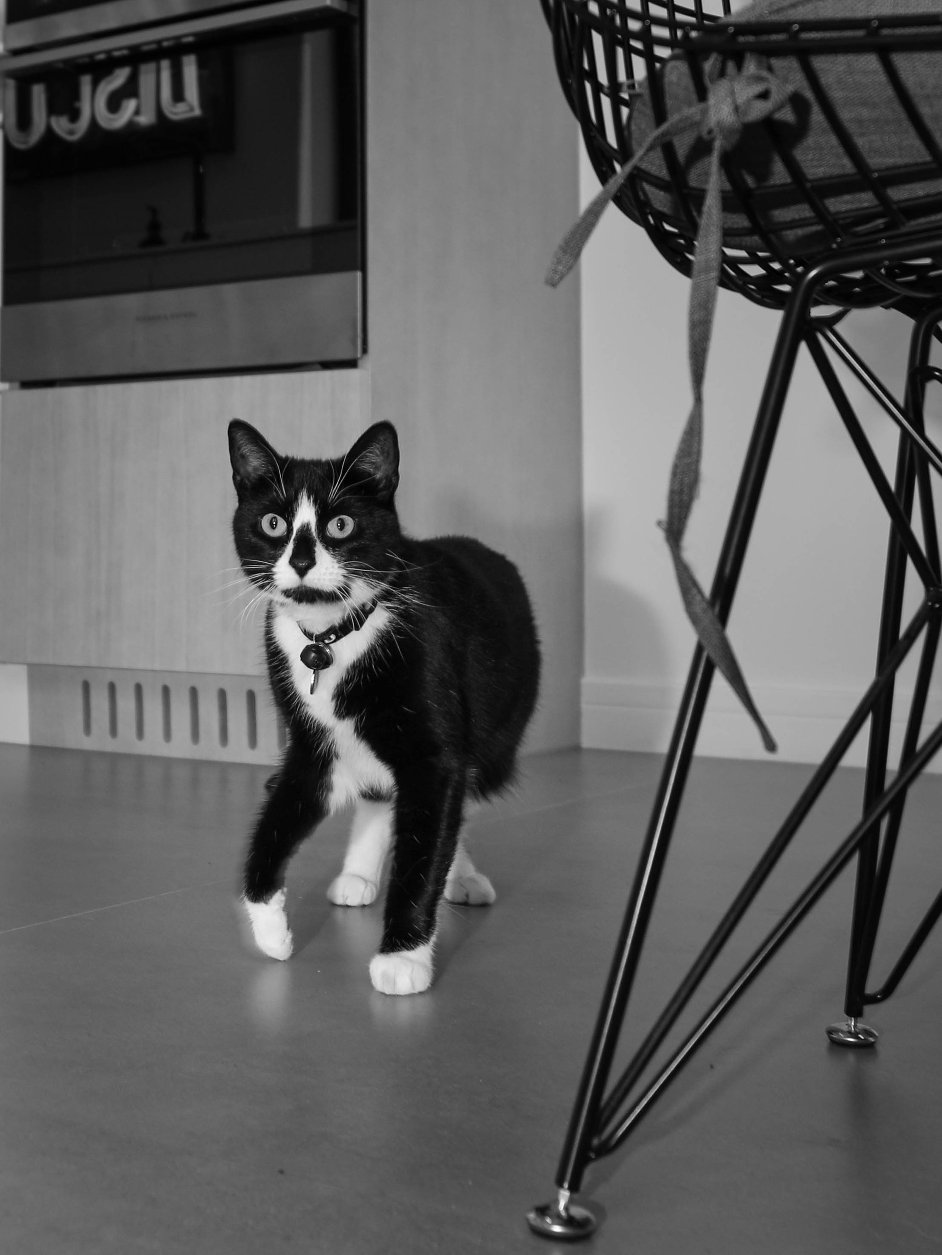 Ashbourne Grove, London. Main