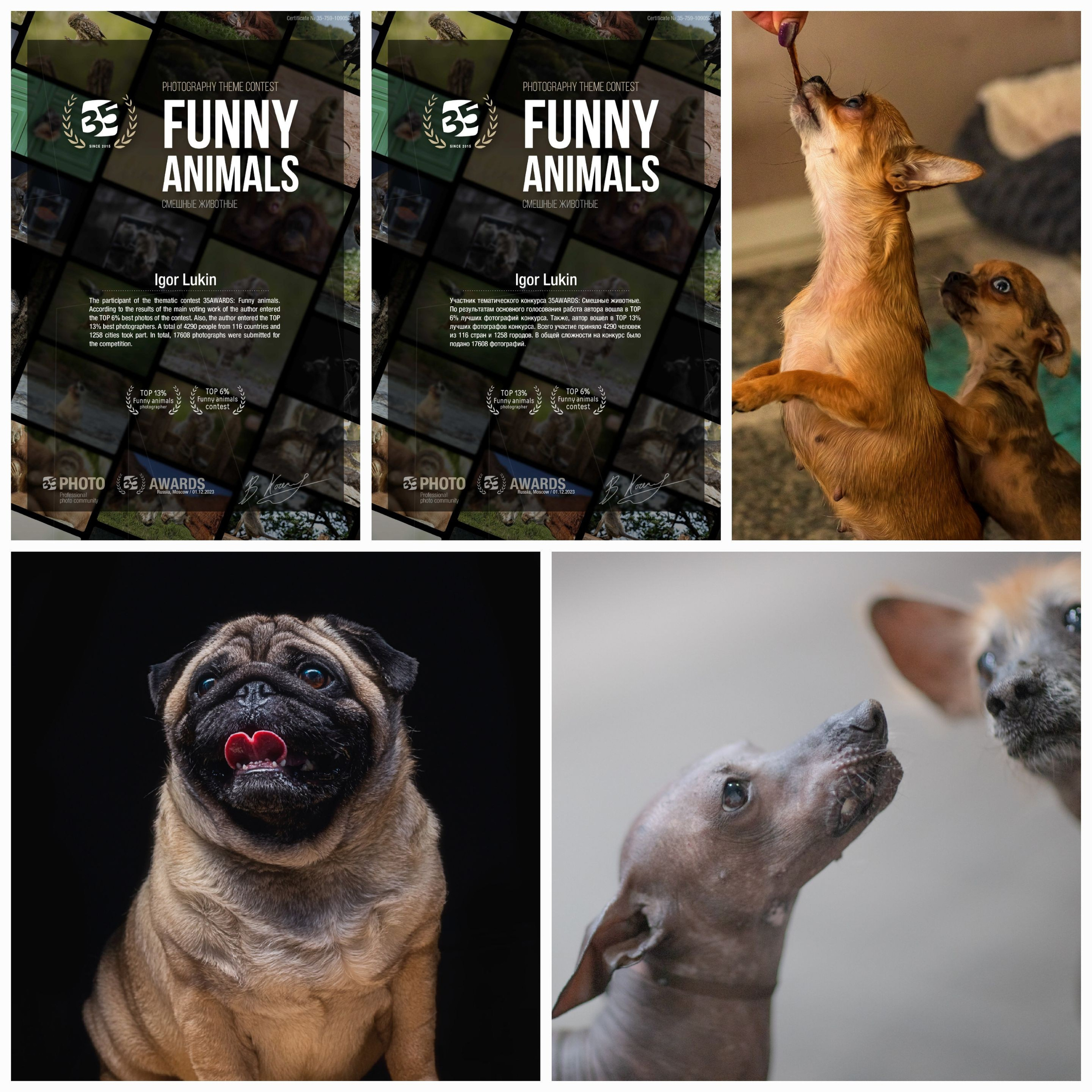 FUNNY ANIMALS ВЕСЁЛЫЕ ЖИВОТНЫЕ. LUKIN IGOR Photography